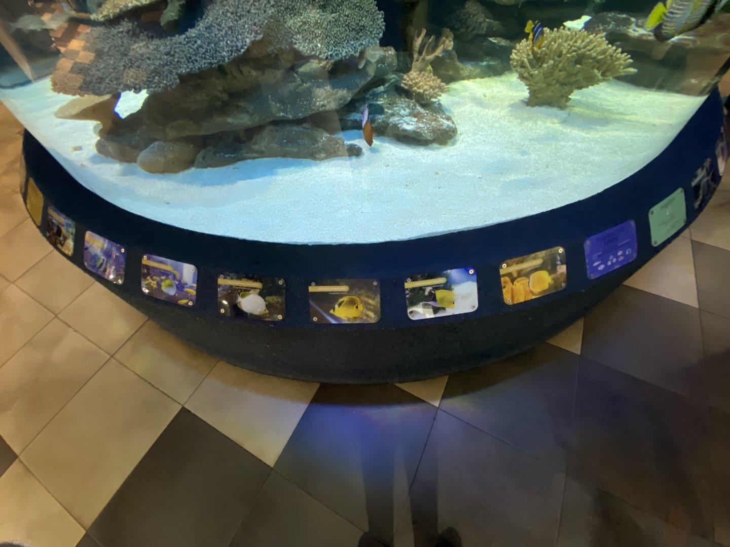 Species in aquarium 1