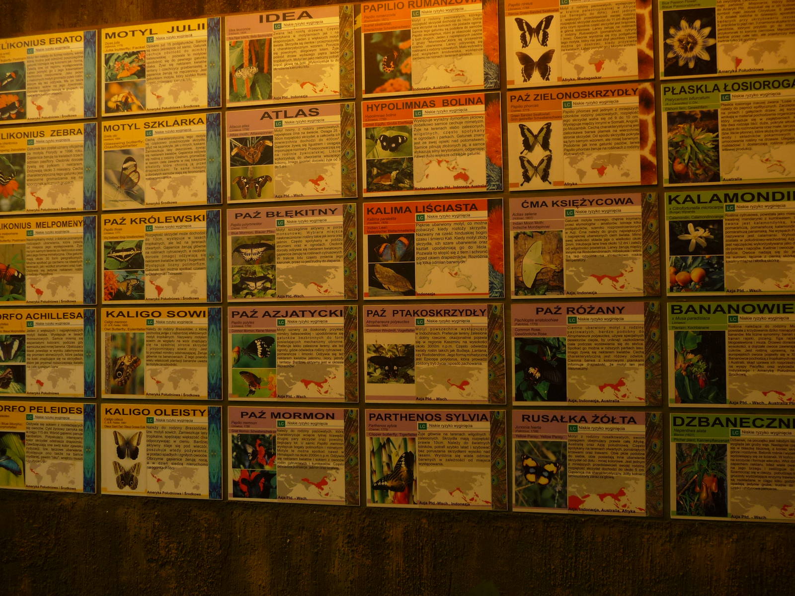 Species in Butterfly House