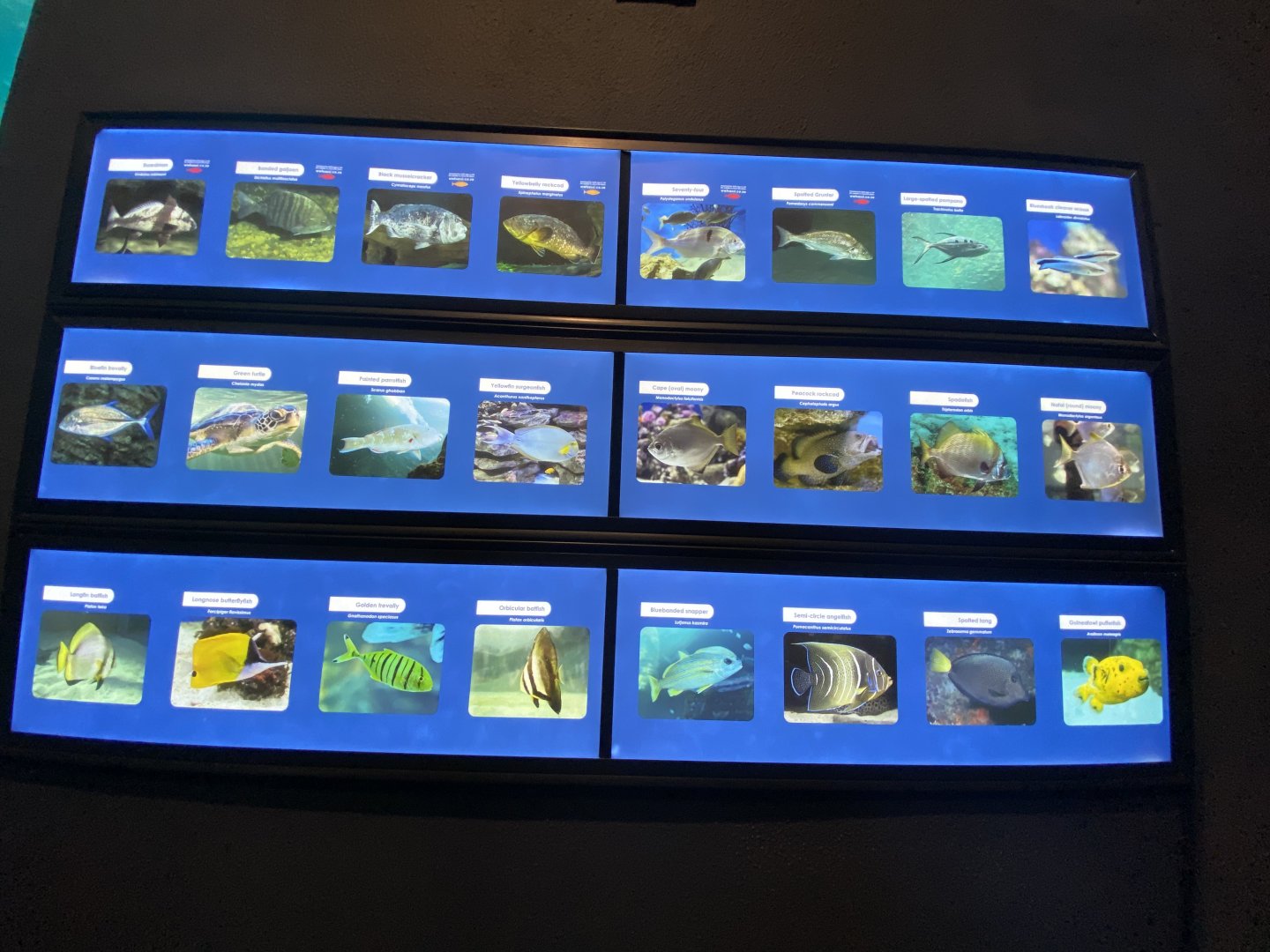 Species in mixed aquarium 7