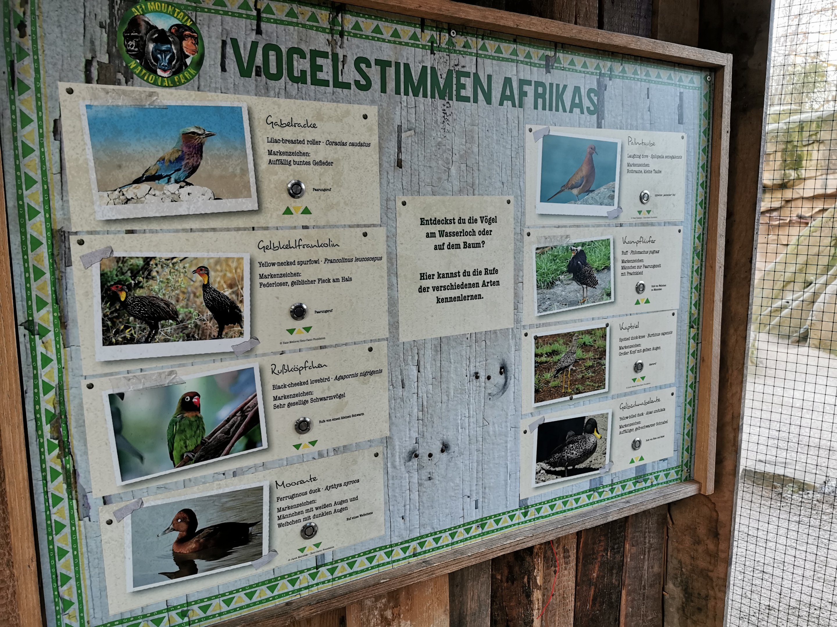 Species in the African aviary - Afi Mountain
