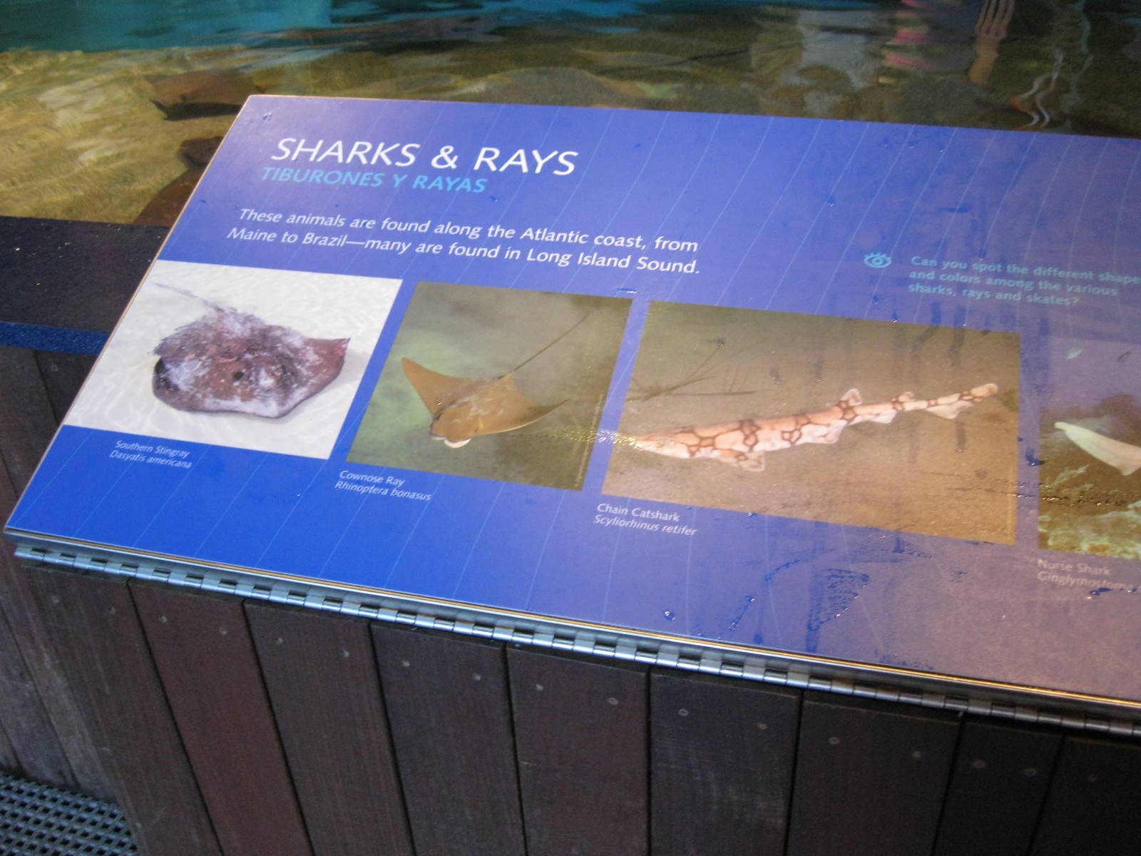 Species in the New Shark and Ray Touch Tank Part 1