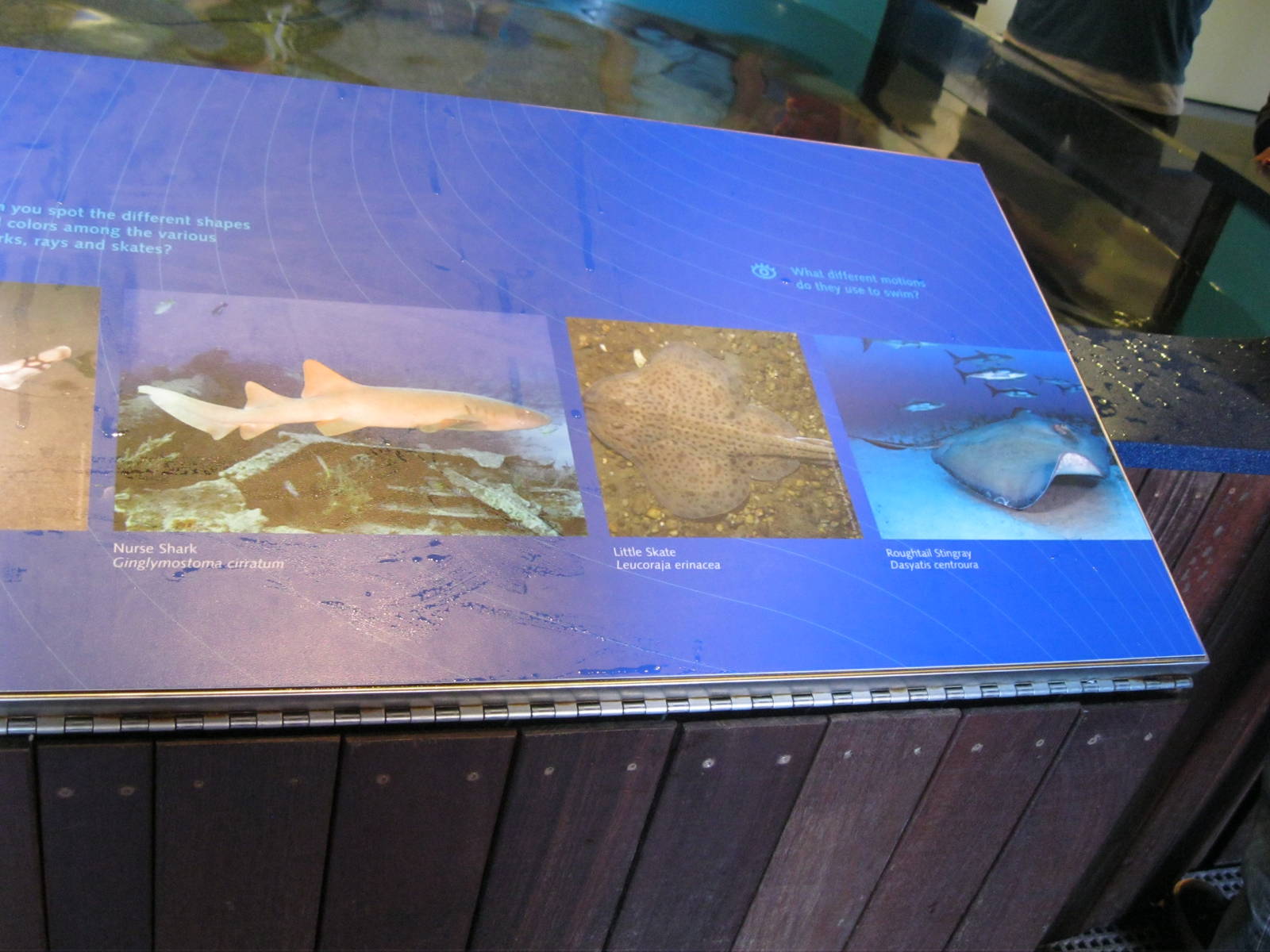 Species in the New Shark and Ray Touch Tank Part 2