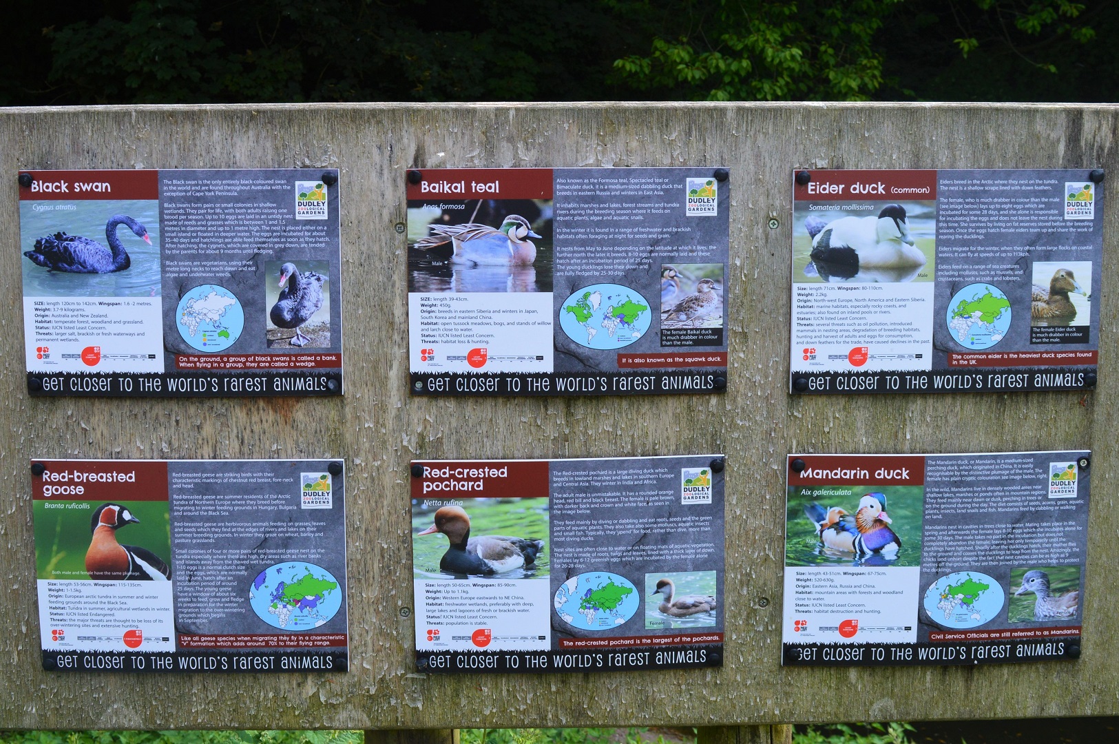 Species in wildfowl area, board 2.