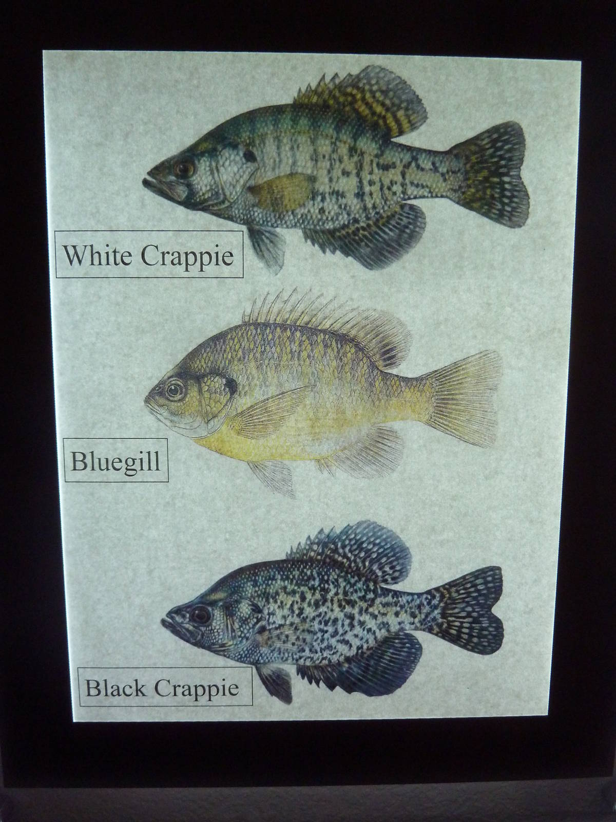 Species List (1 of 5)