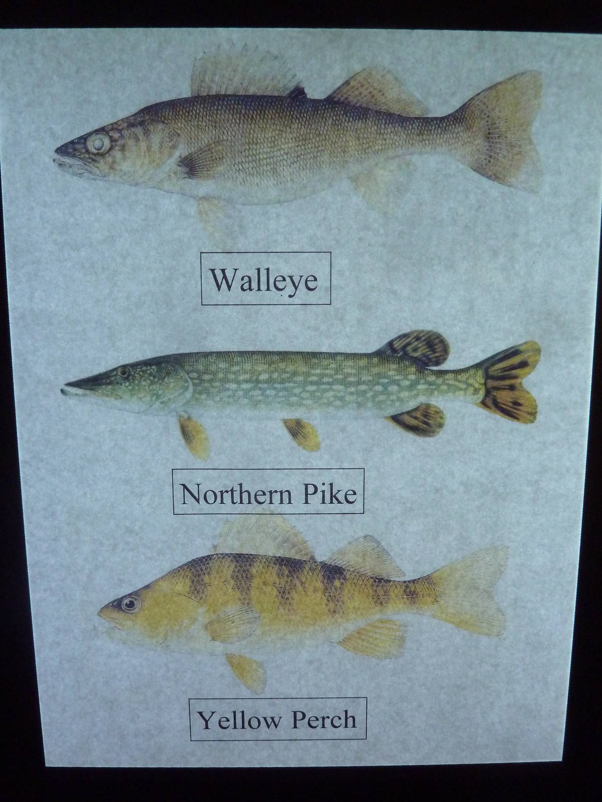 Species List (1 of 5)