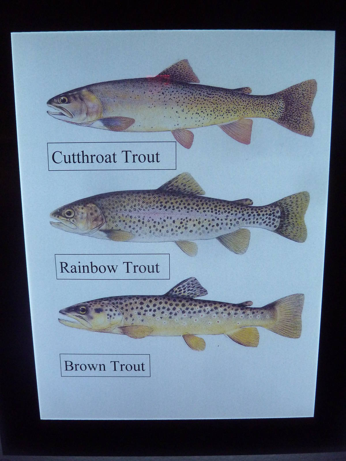 Species List (1 of 5)