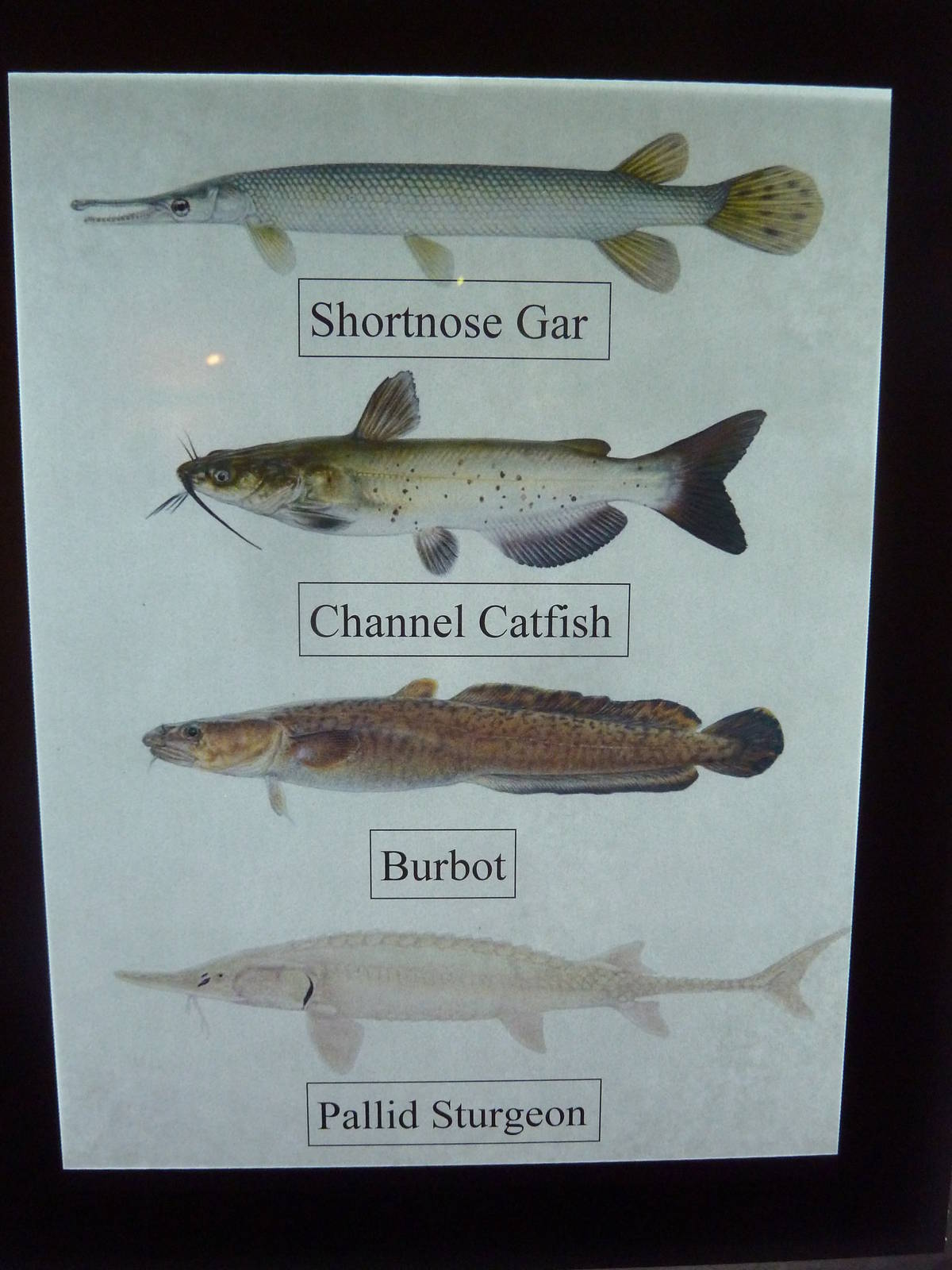 Species List (1 of 5)