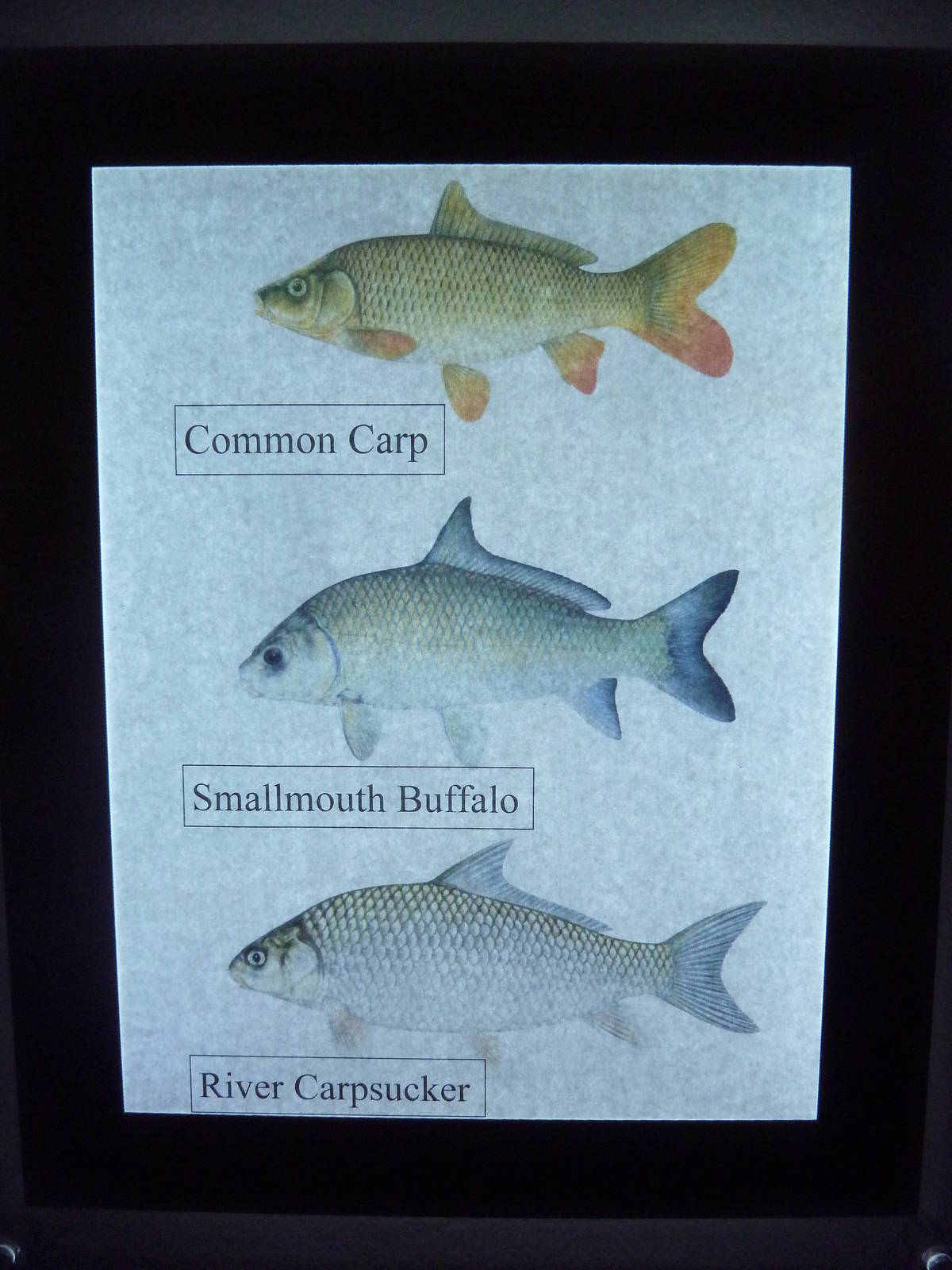 Species List (1 of 5)