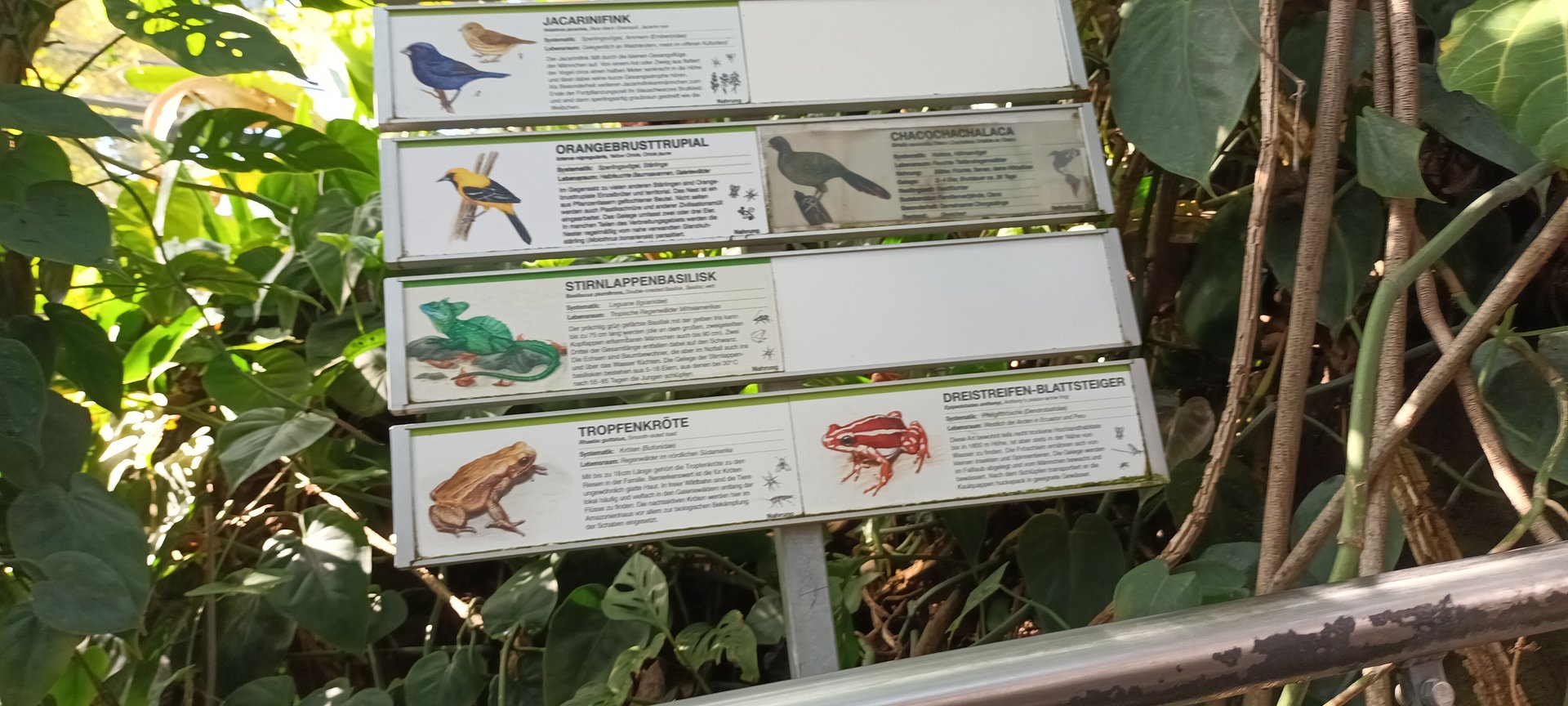 Species List of freeroaming Species inside of the Amazon Rainforest