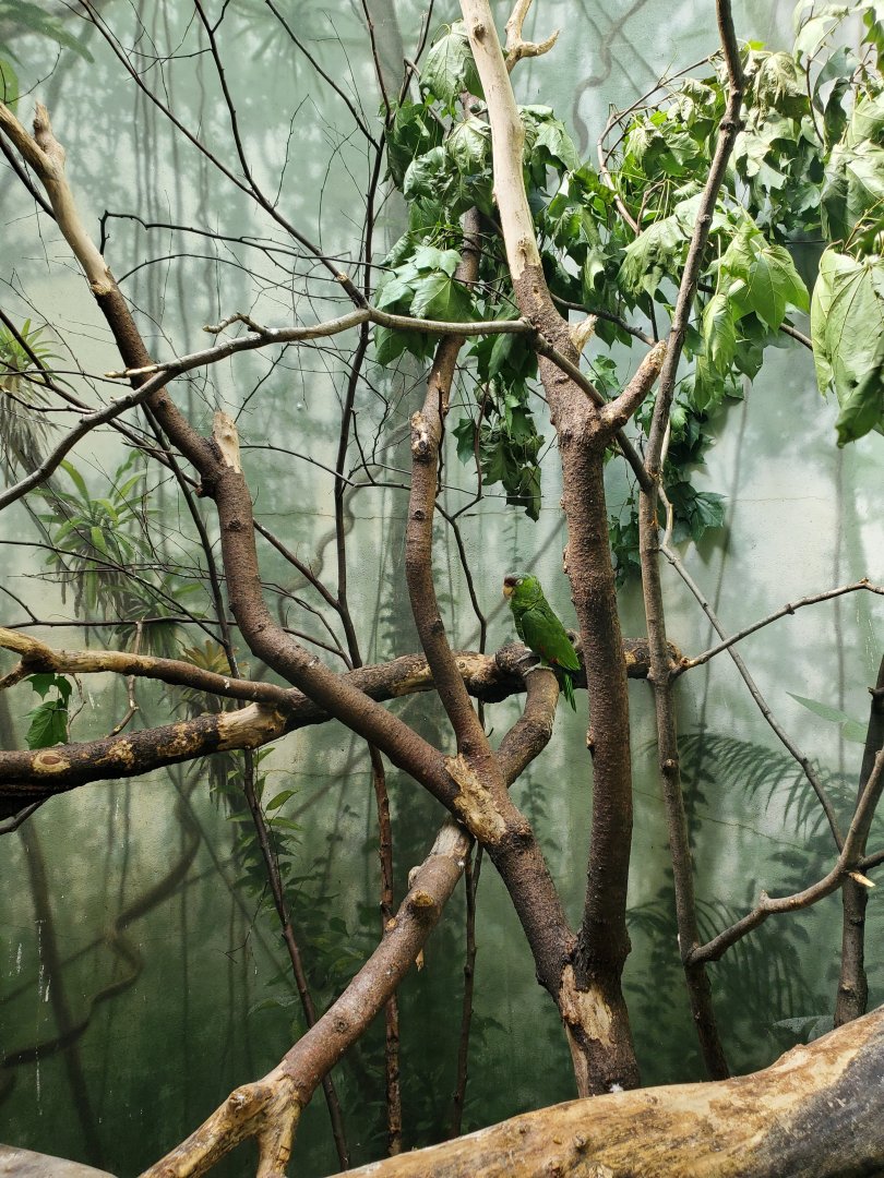(Species?) Macaw Exhibit - August 2021