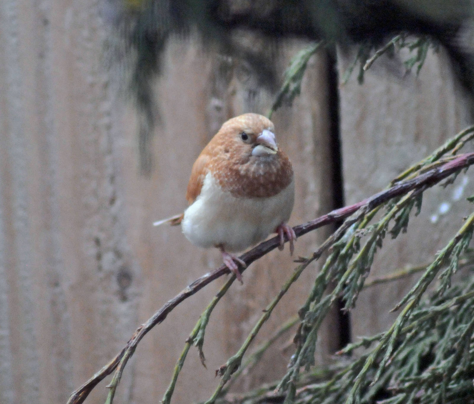 Species name please 1