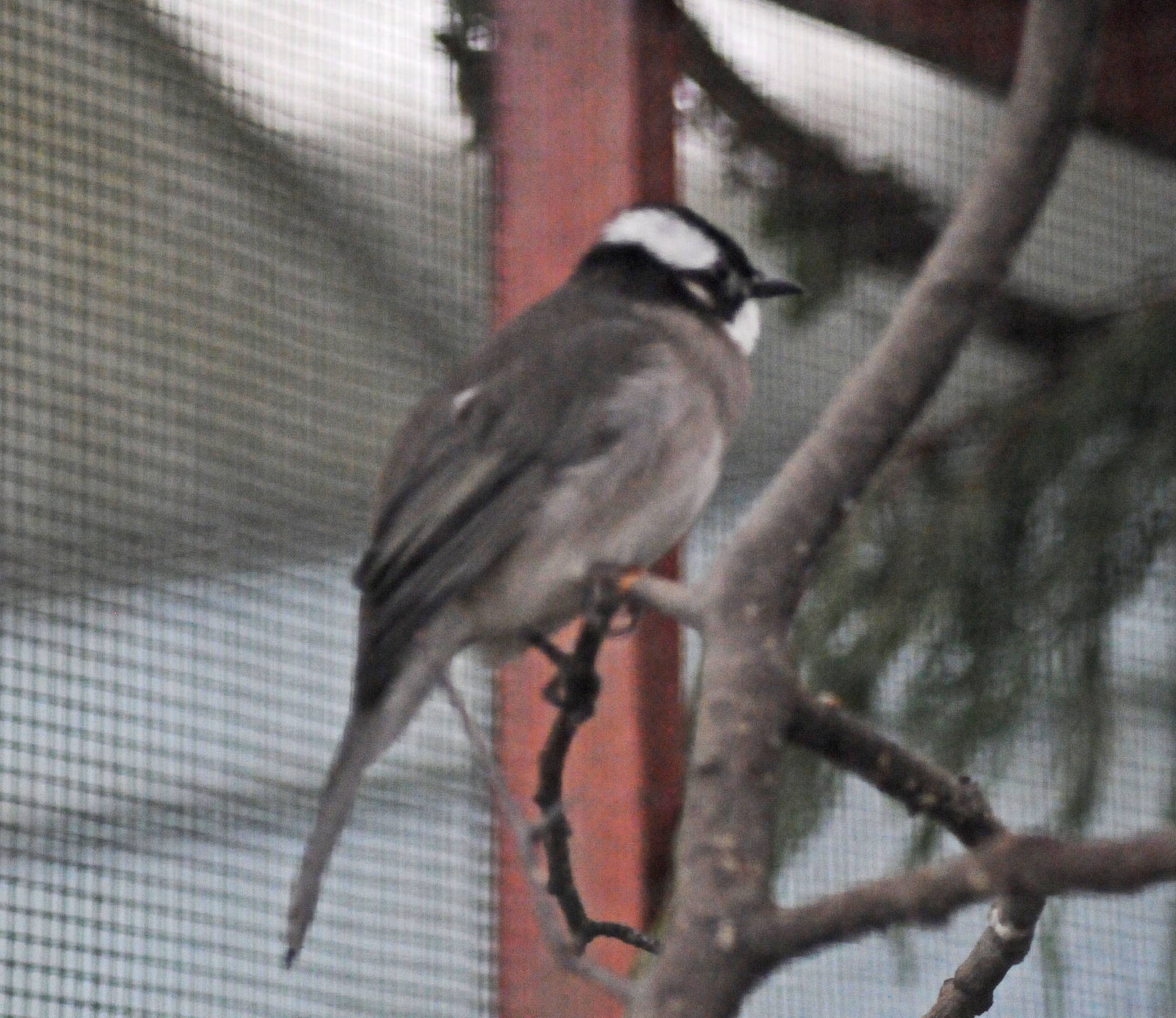 Species name please 2