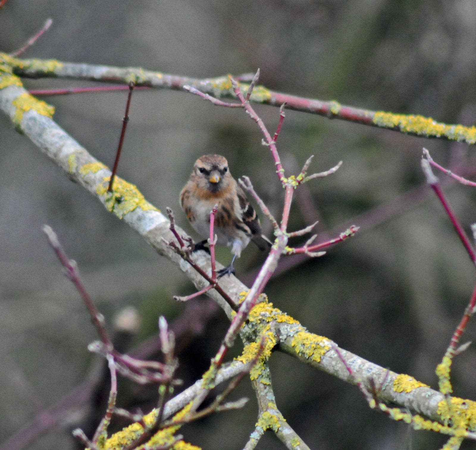 Species name please 3