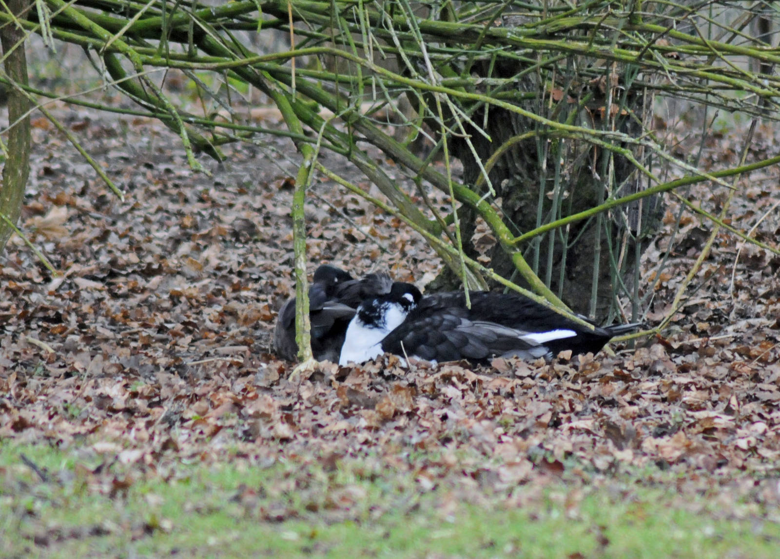 Species name please 5