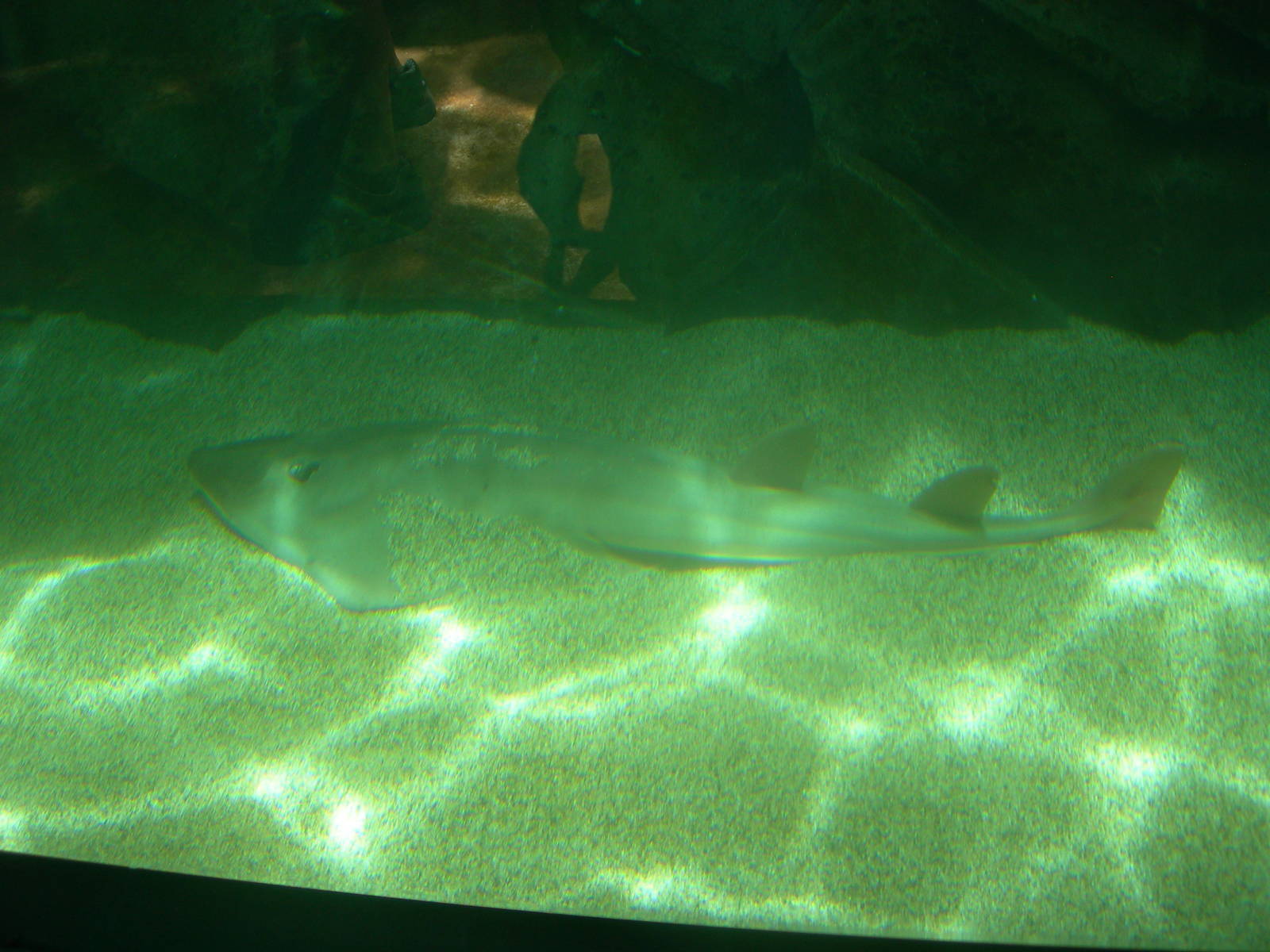 species of fish ? in aquarium