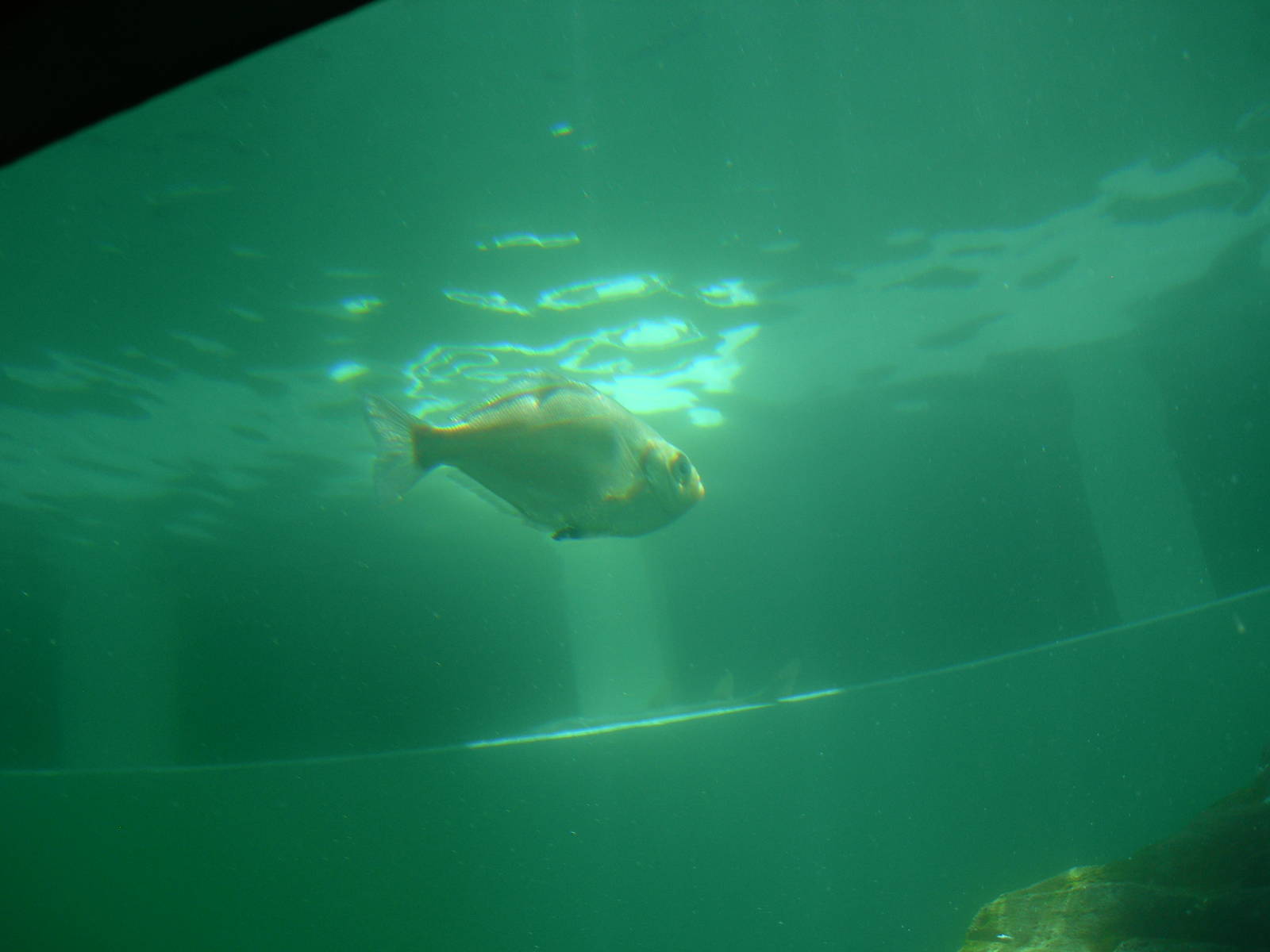 species of fish ? in aquarium