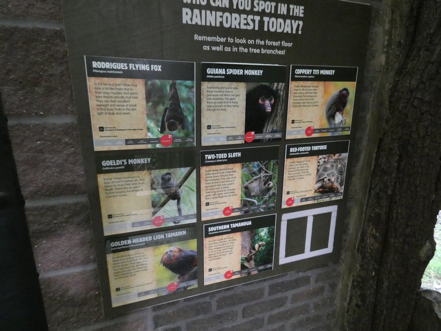Species of 'Rainforest Life'