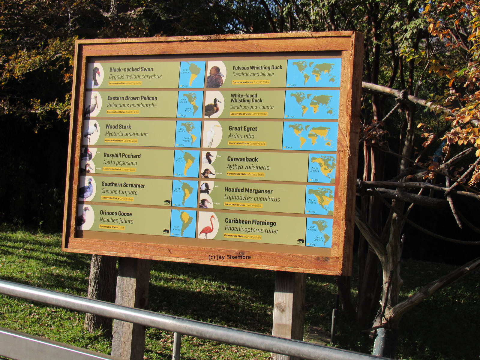 Species of the Flamingo Pond