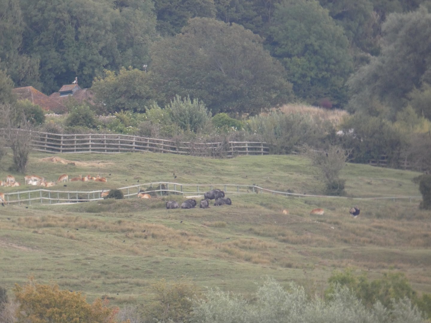 Species on African Safari experience