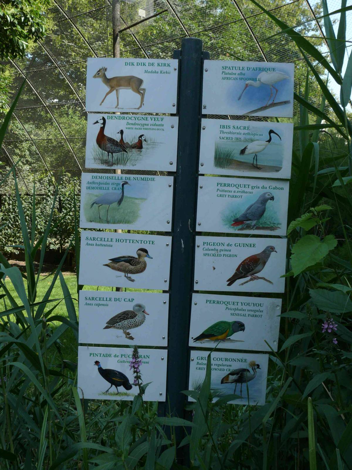 species panel for Grande Voliere