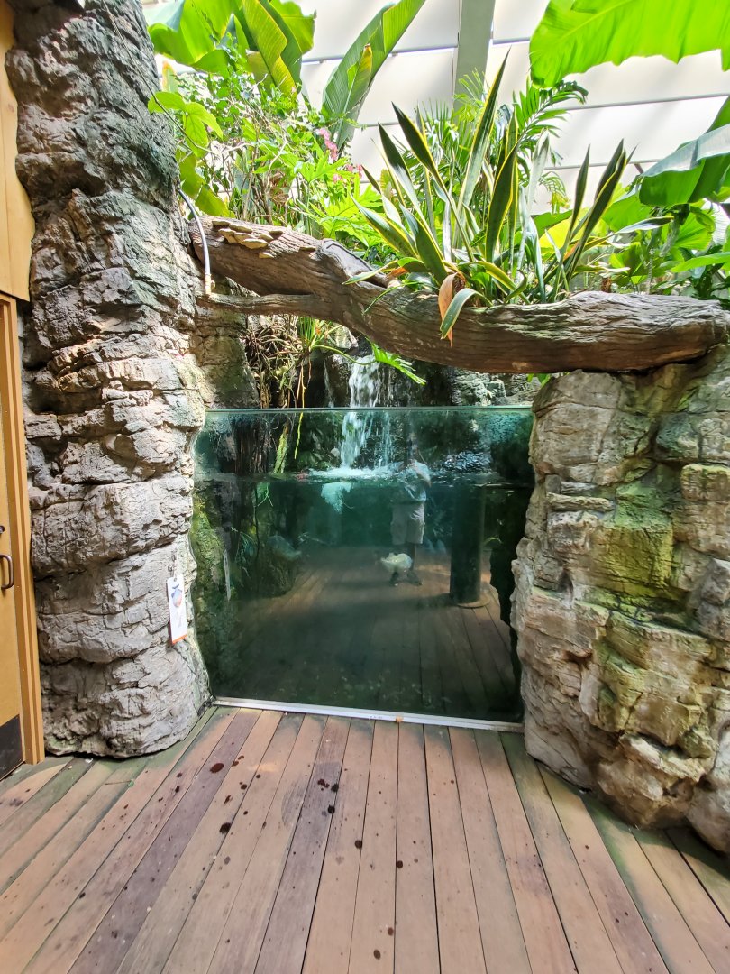 (Species?) Piranha Exhibit - August 2021