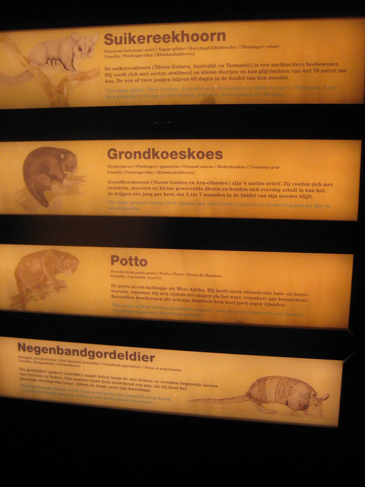 Species sharing a single enclosure in the 'Jungle by night'