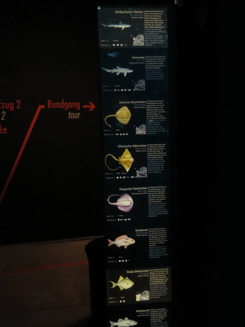 Species signage - Atlantic tank