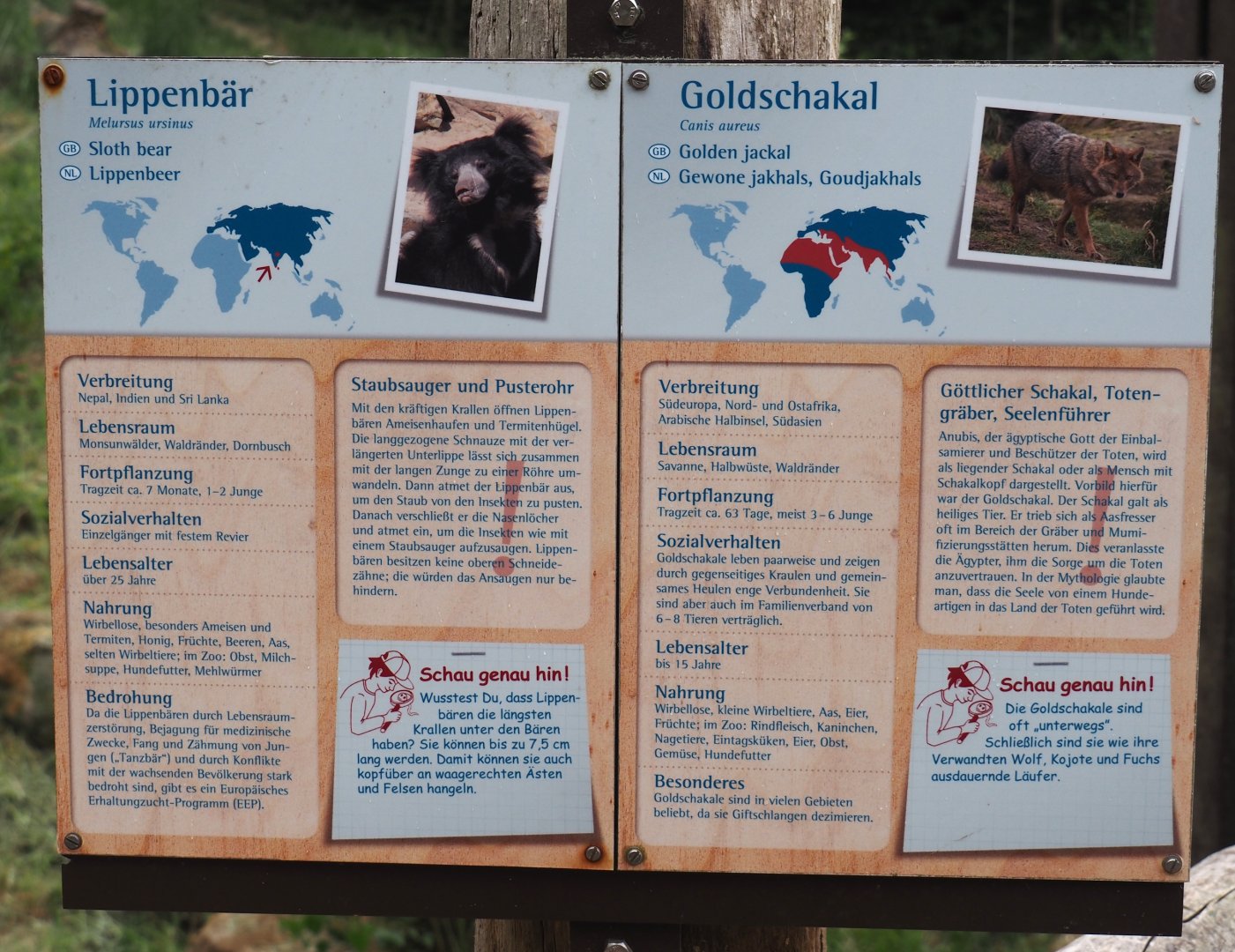 Species signage example - Indian sloth bear and European golden jackal, 2025-05-22