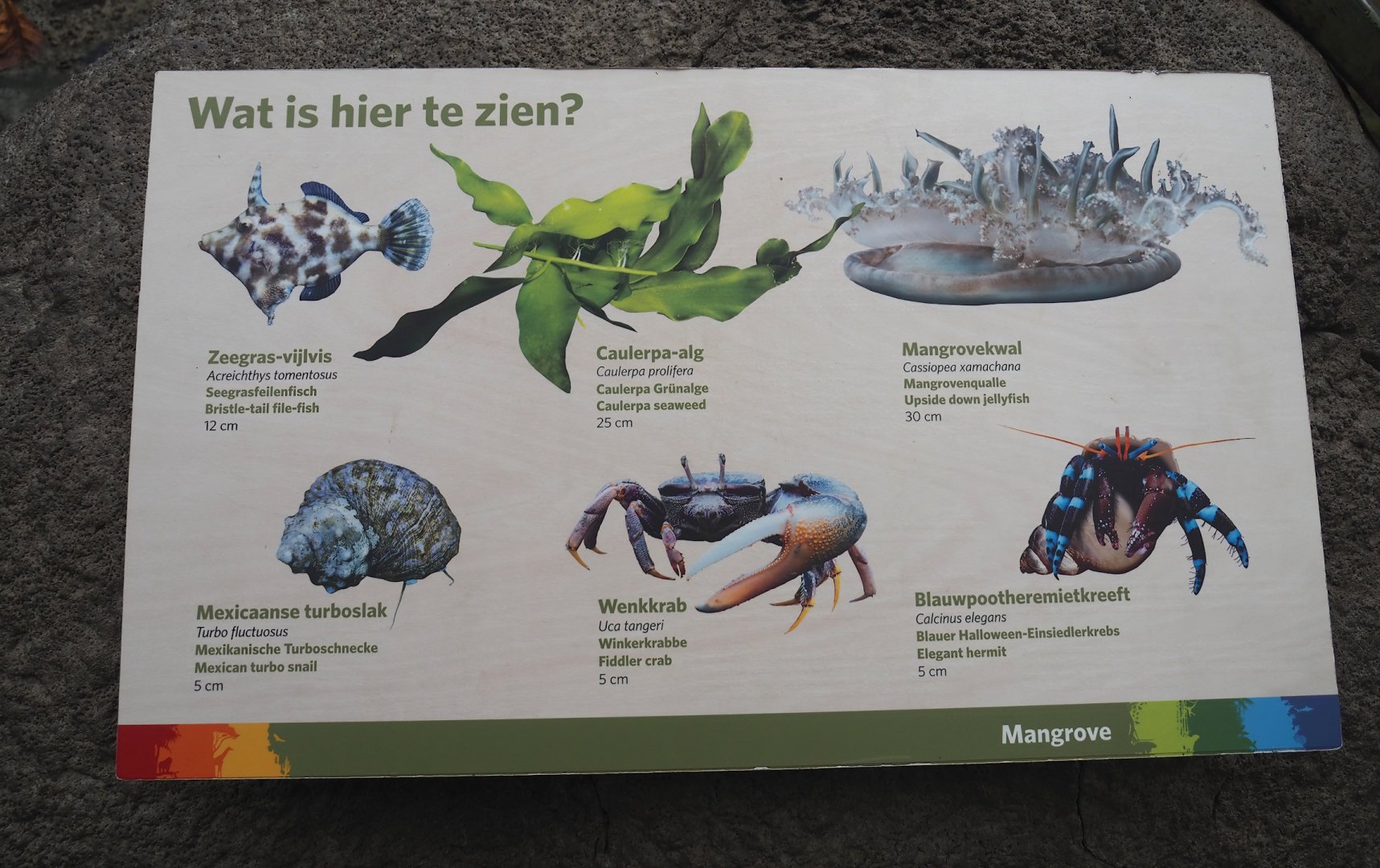 Species signage for the mudflat area in the Mangrove, 2025-05-17