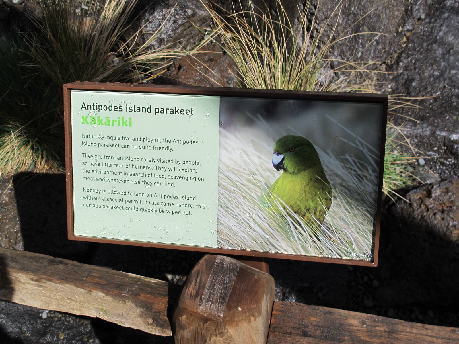 Species Signage - Te Wao Nui Auckland Zoo 2011