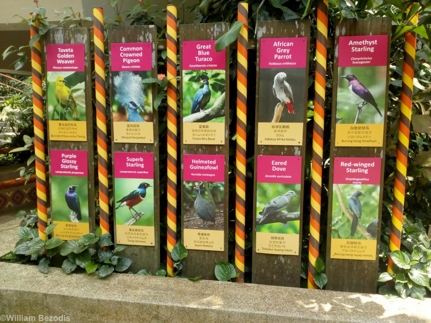 Species Signs in Waterfall Aviary