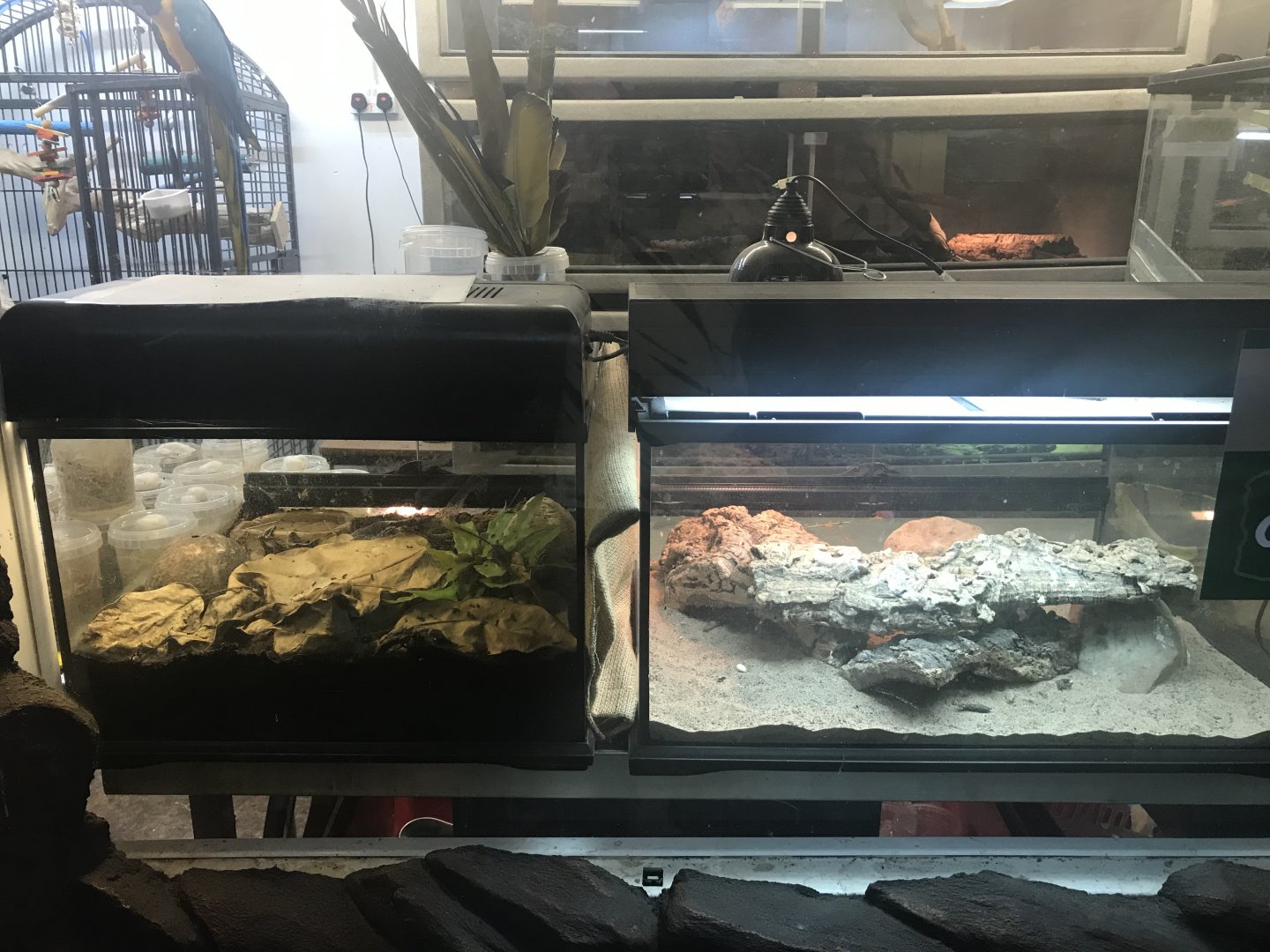 Species tanks