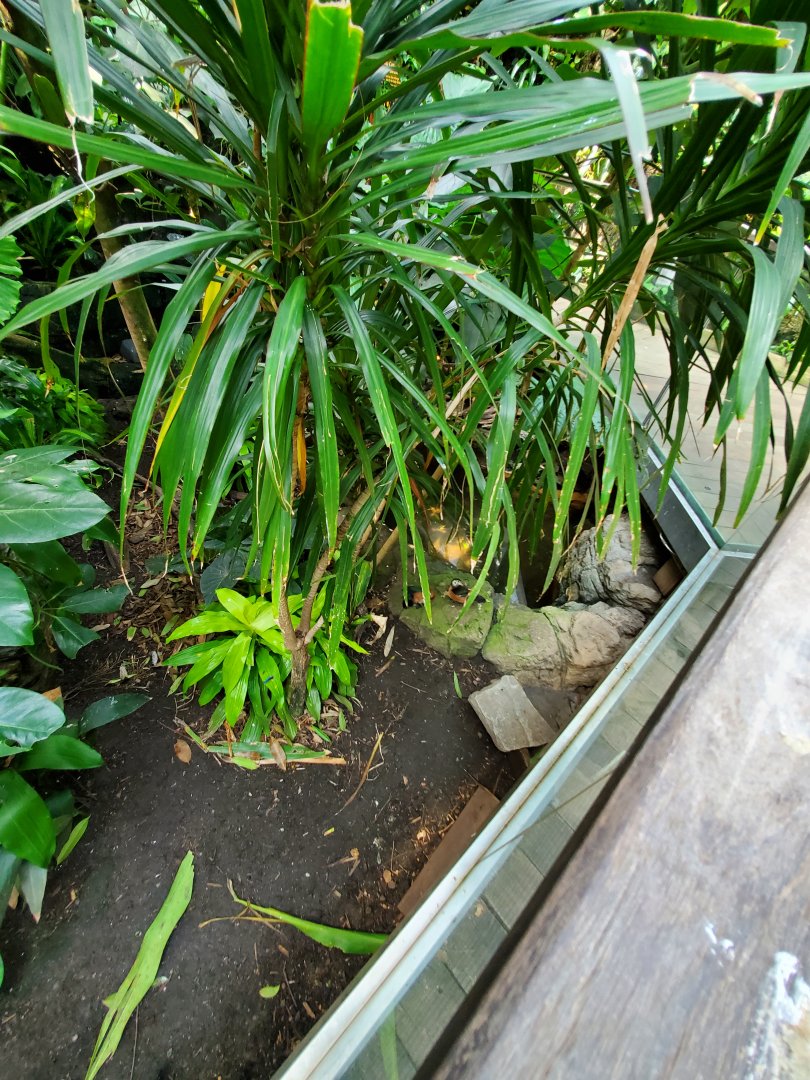 (Species?) Tropic Zone - August 2021