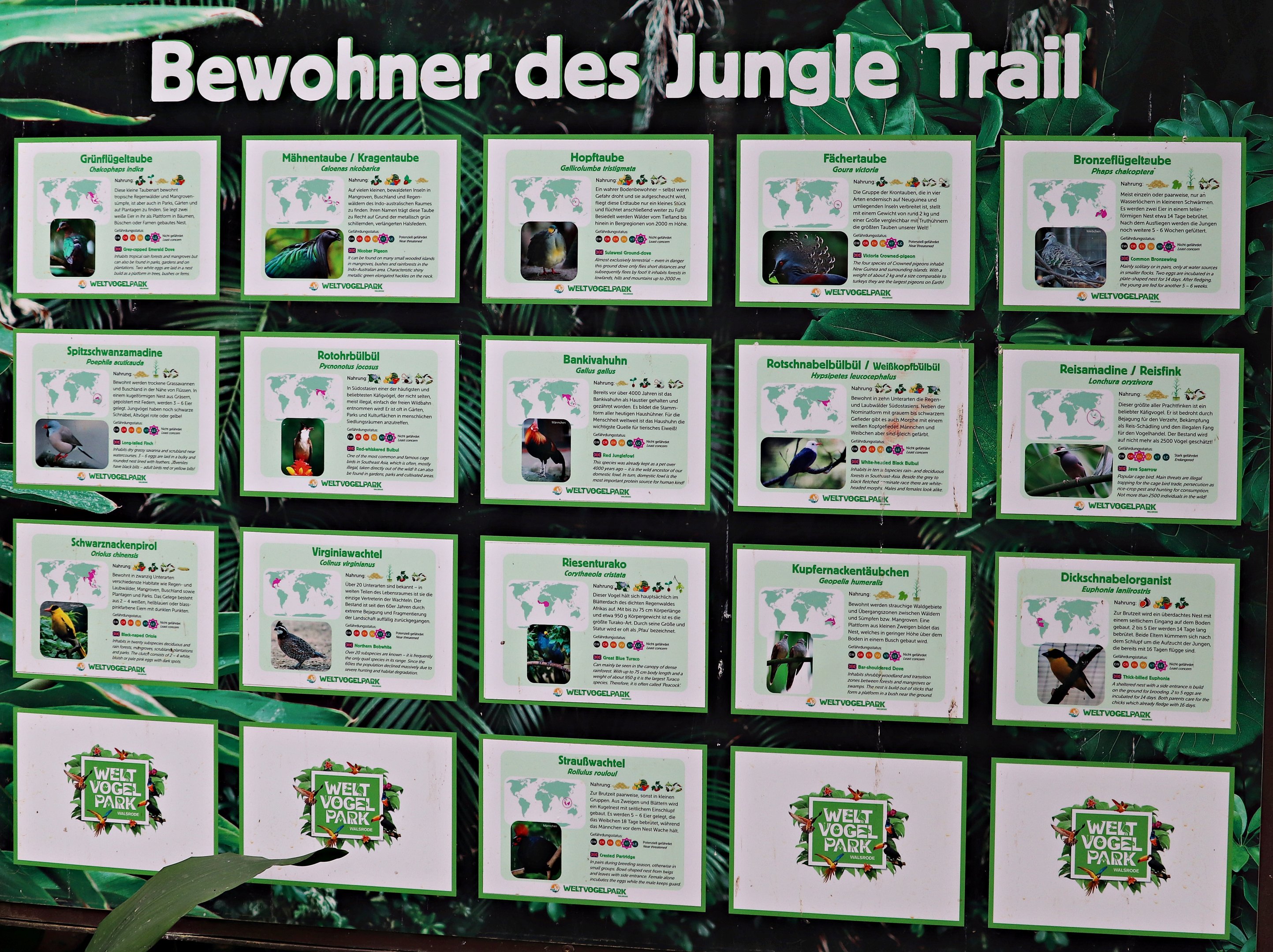 Speciesboard for Jungle Trail (08/2021)