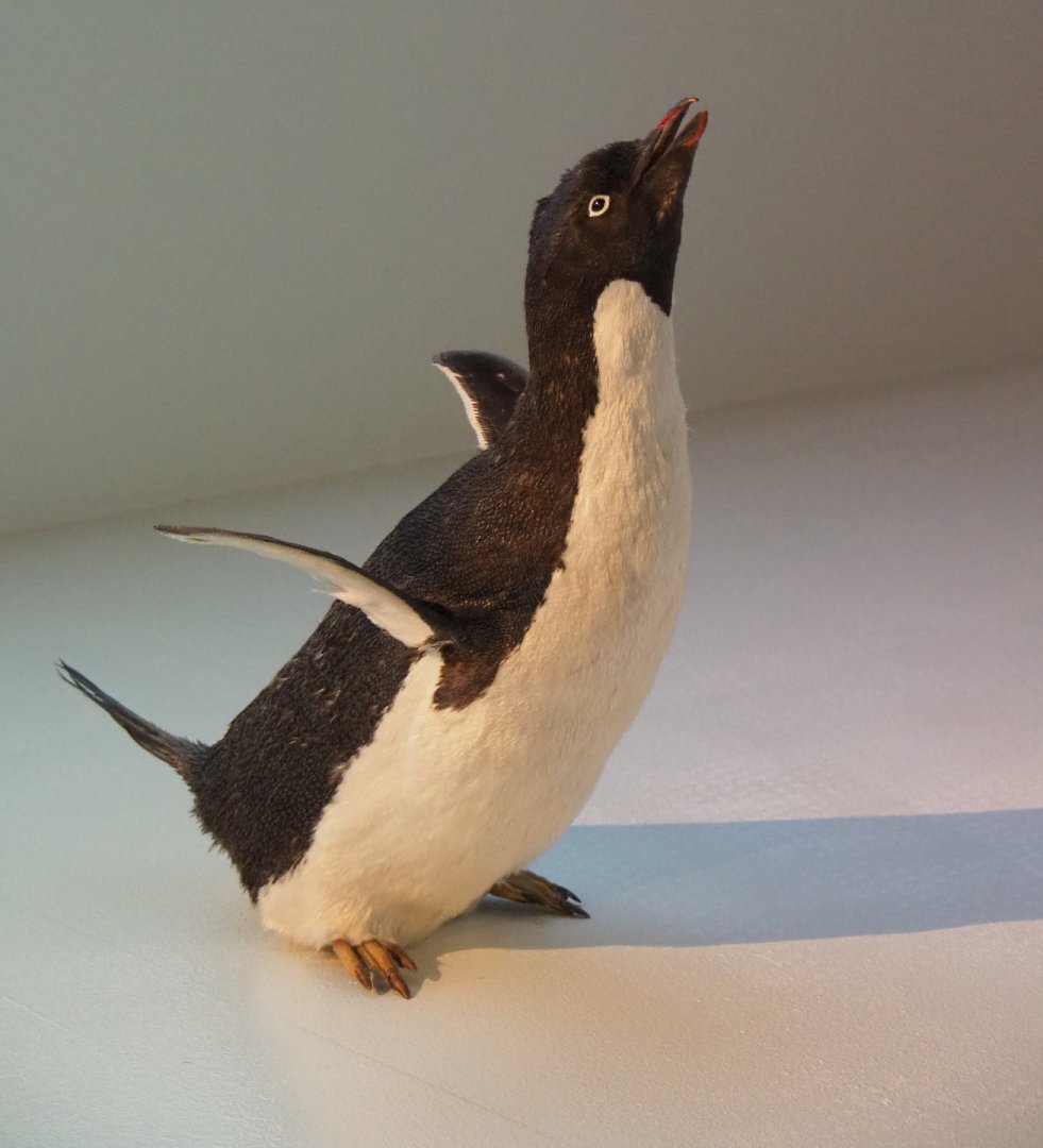 Specimen Adélie penguin (Pygoscelis adeliae), 2019-12-03