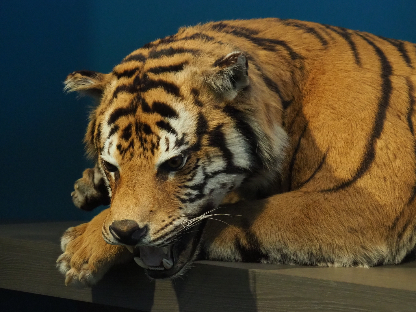 Specimen Amur tiger (Panthera tigris altaica), 2019-12-03