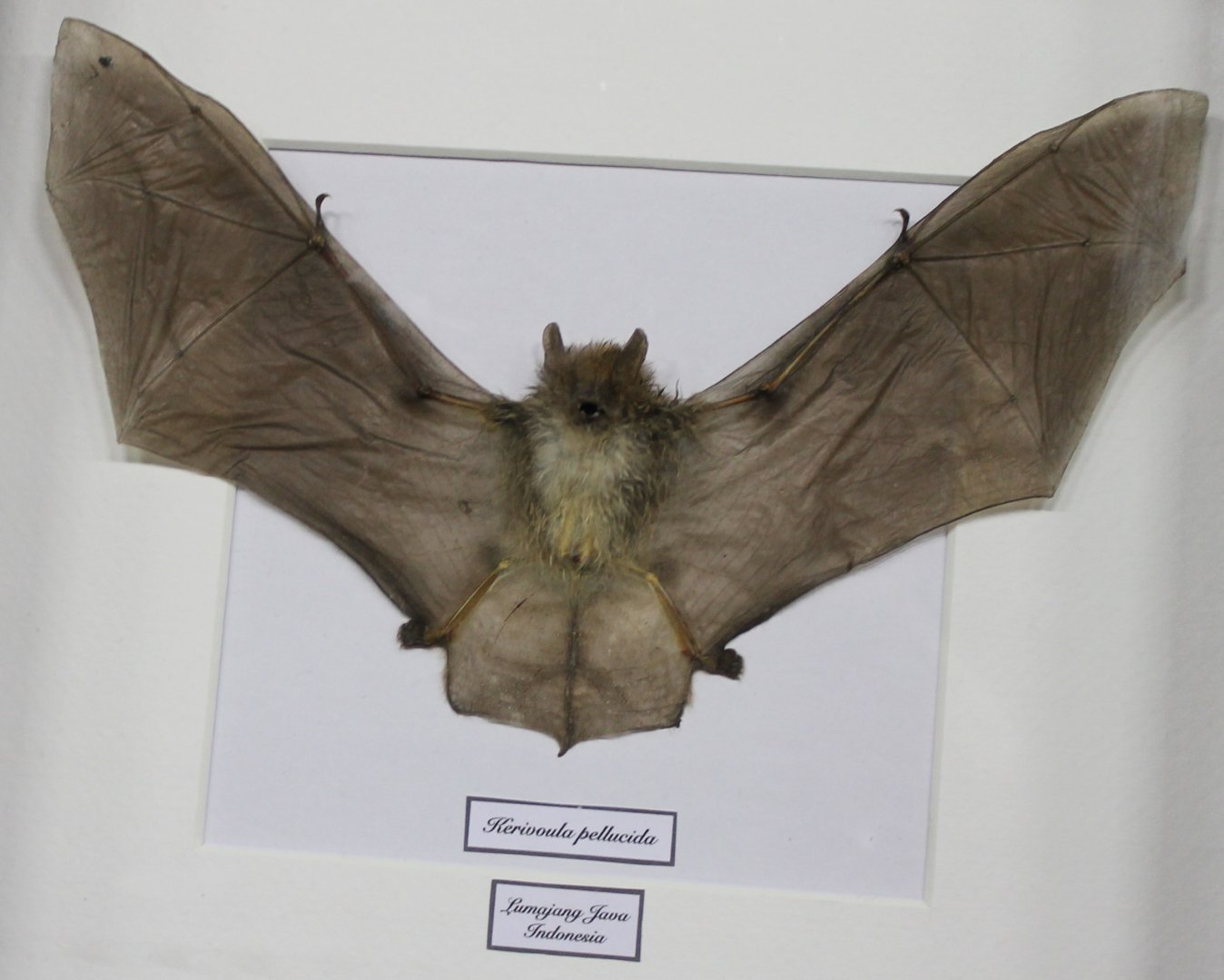 Specimen Clear-winged woolly bat - Kerivoula pellucida