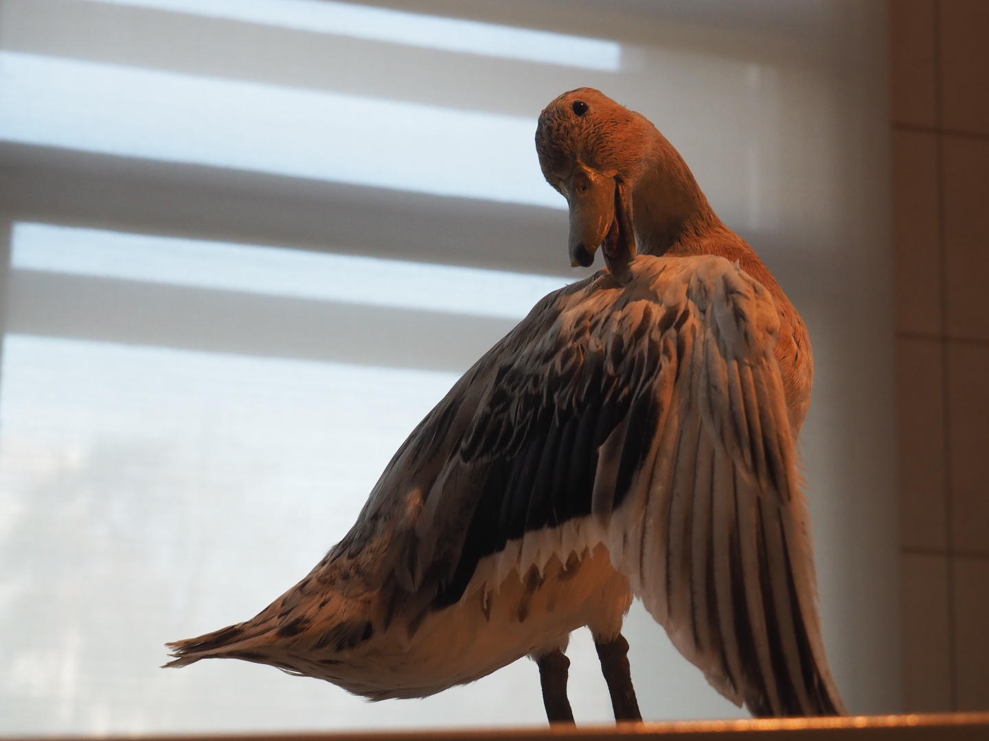Specimen female domestic mallard (Anas platyrhynchos), 2019-12-03