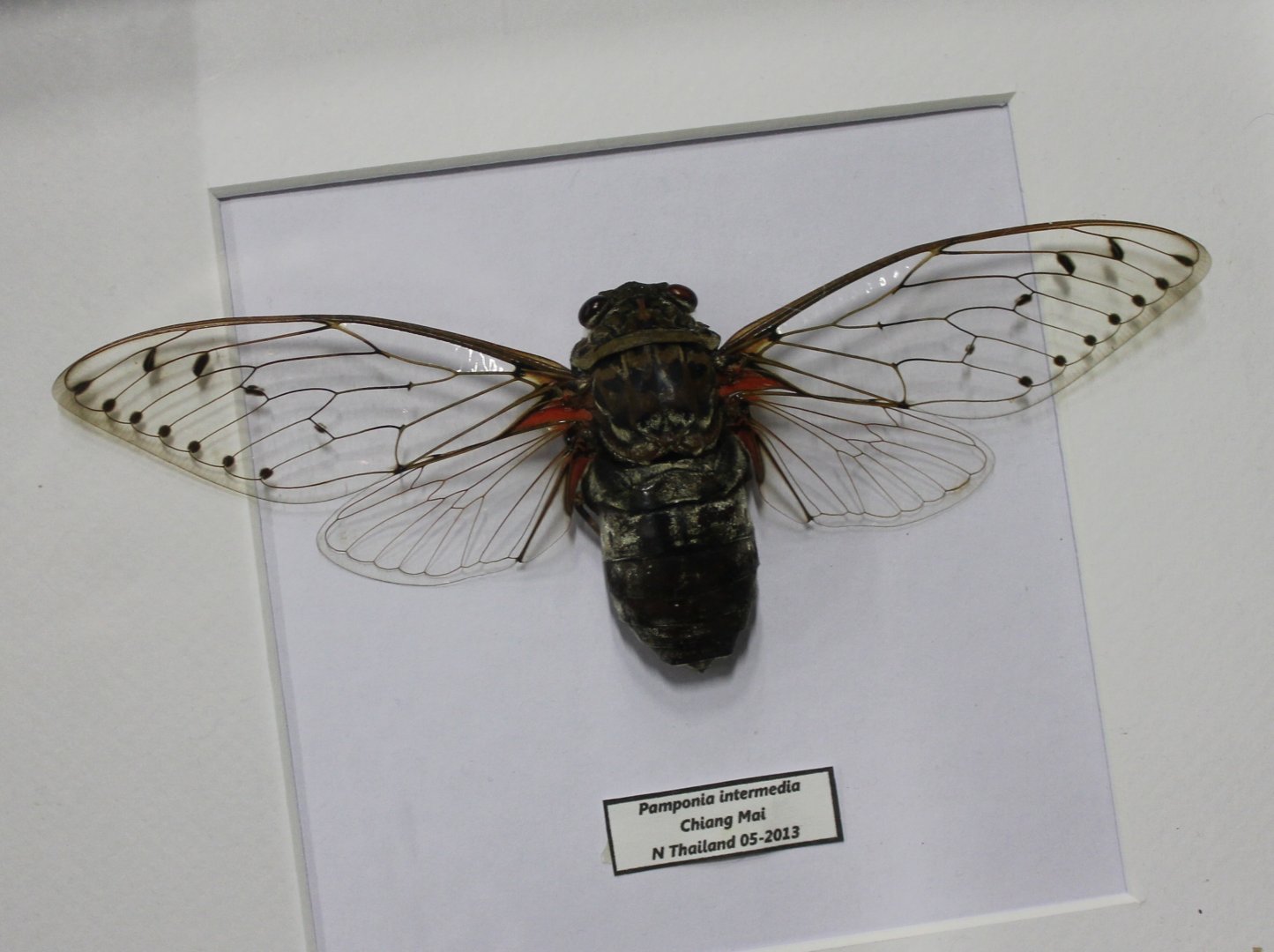Specimen Giant clear-winged cicada