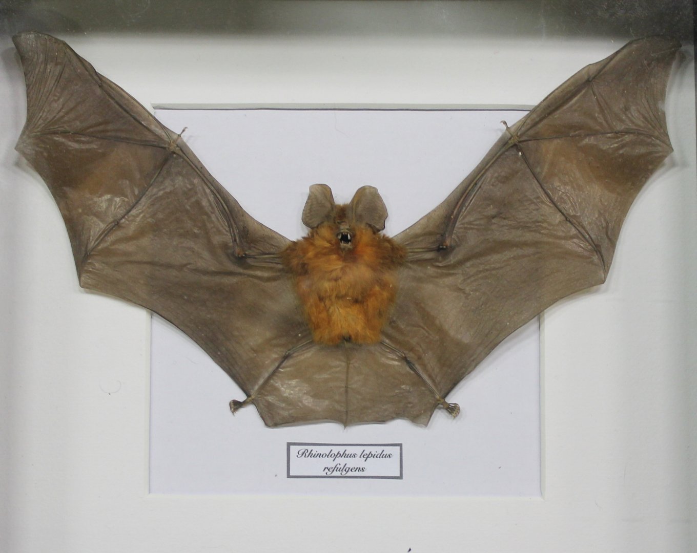 Specimen Malaysian Blyth's horseshoe bat - Rhinolophus lepidus refulgens