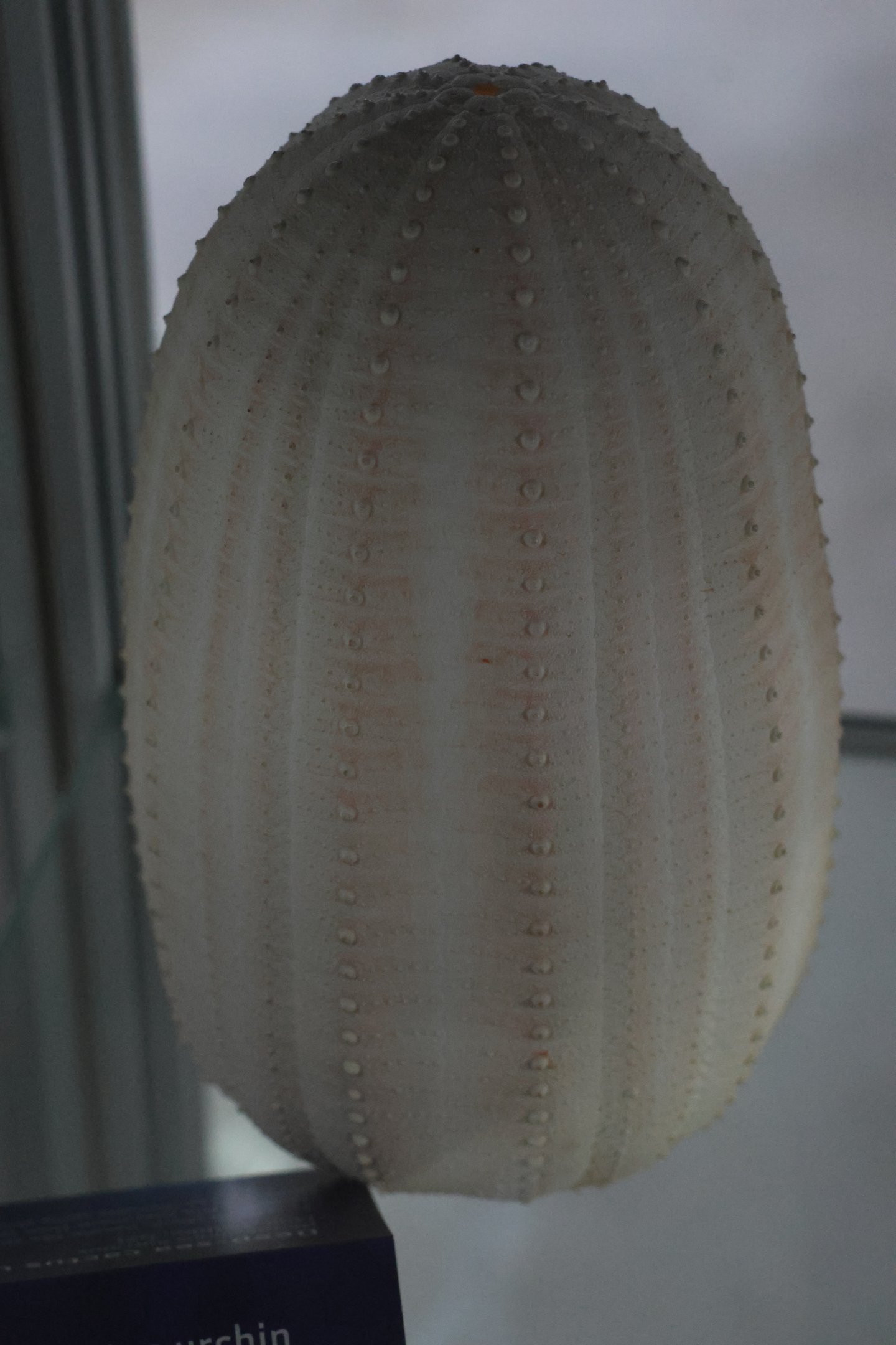 Specimen of Cactus Urchin (Dermechinus horridus), open day at VUW Coastal Ecology Laboratory (Island Bay, Wellington)