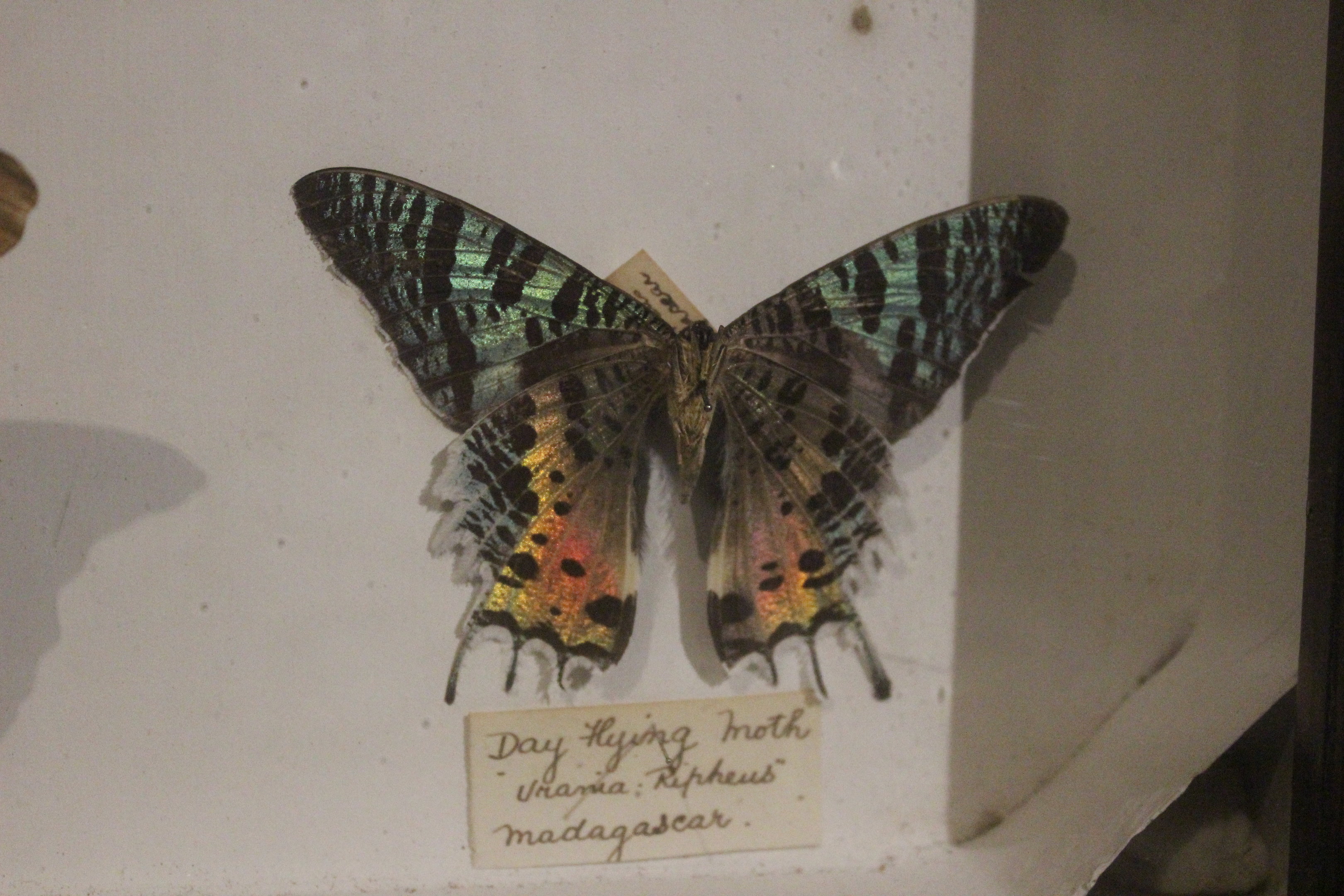 Specimen of Chrysiridia rhipheus, Whanganui Regional Museum