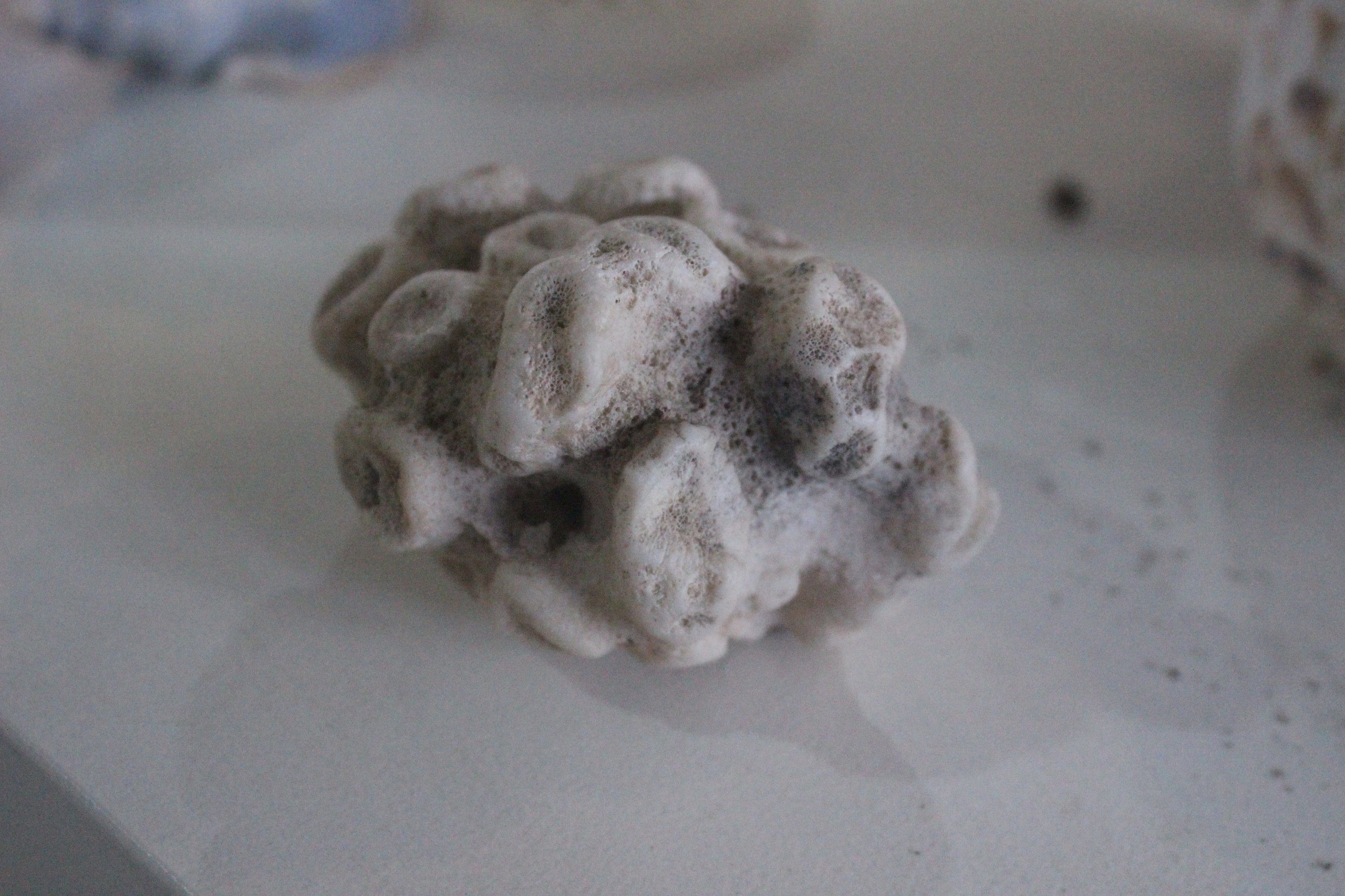 Specimen of Coral (?), Wildlife Foxton Trust