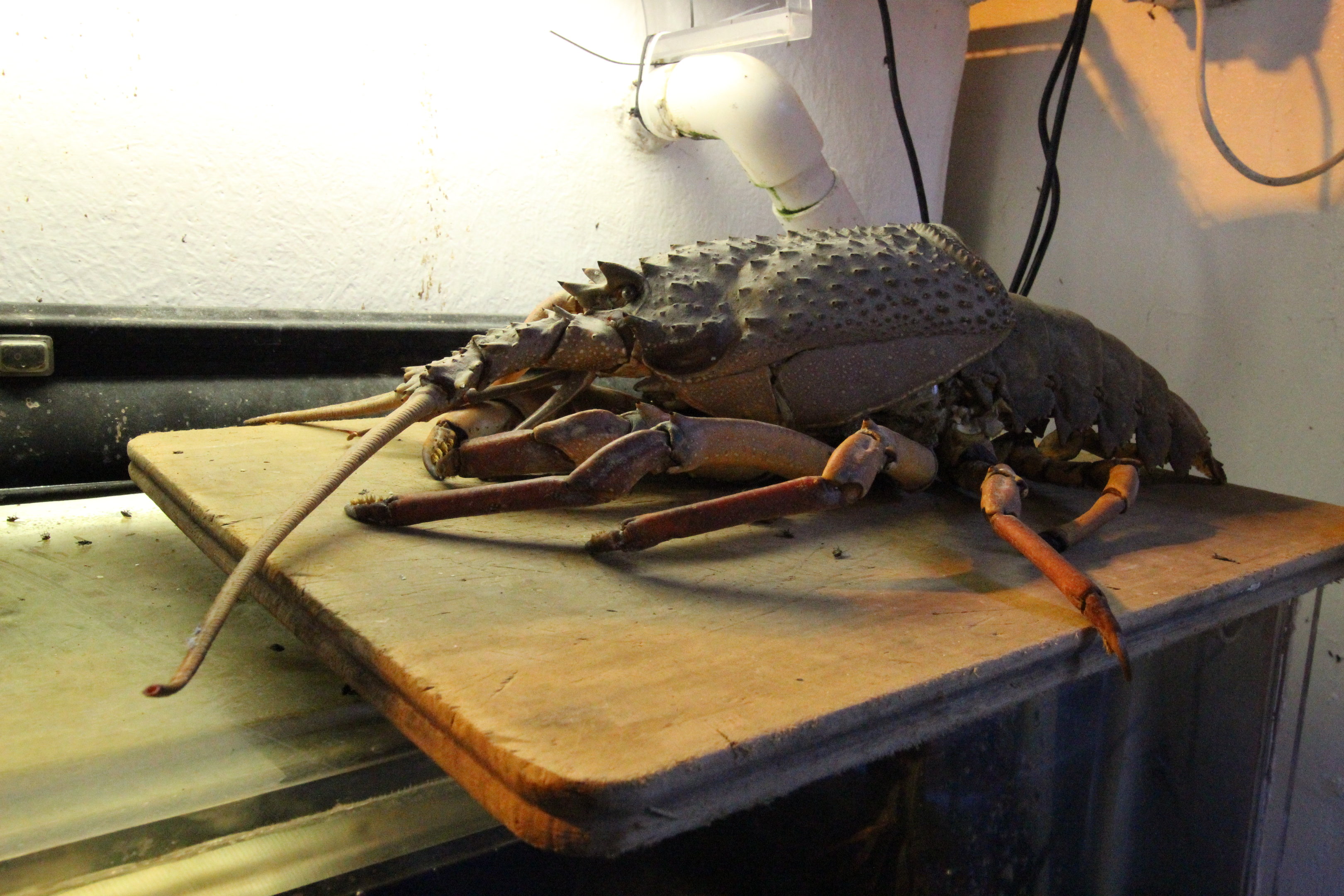 Specimen of Crayfish