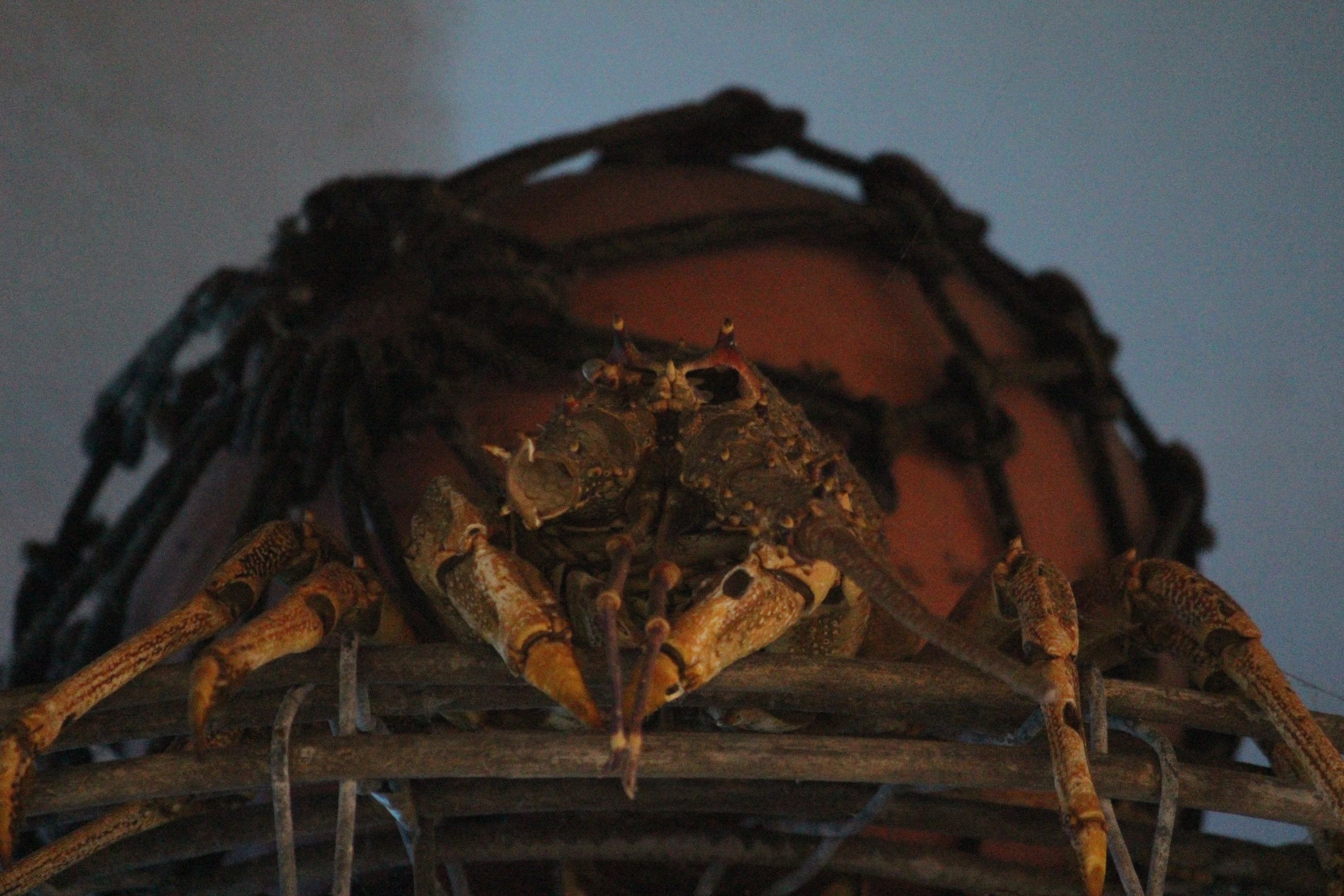 Specimen of Crayfish