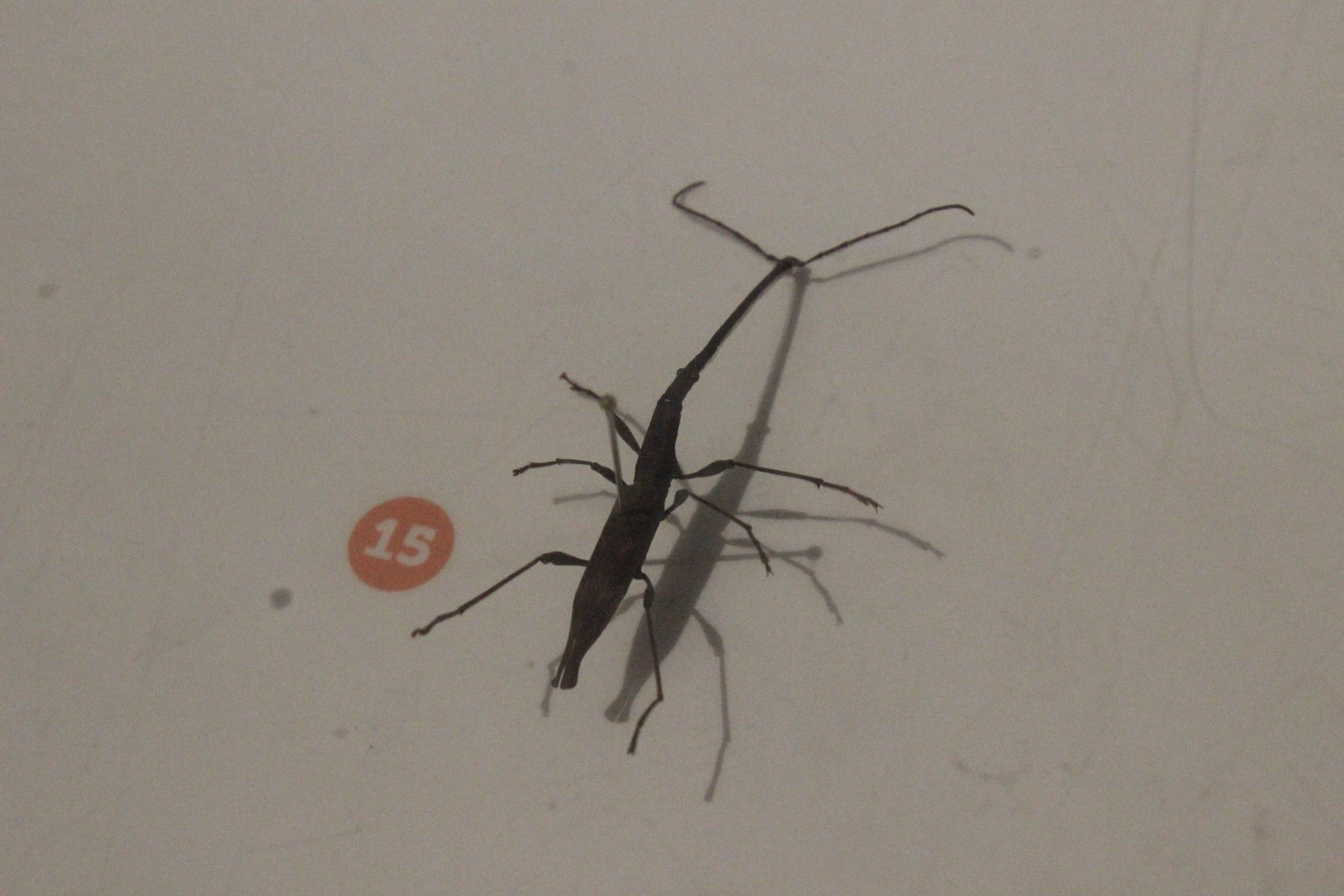 Specimen of Lasiorhynchus barbicornis