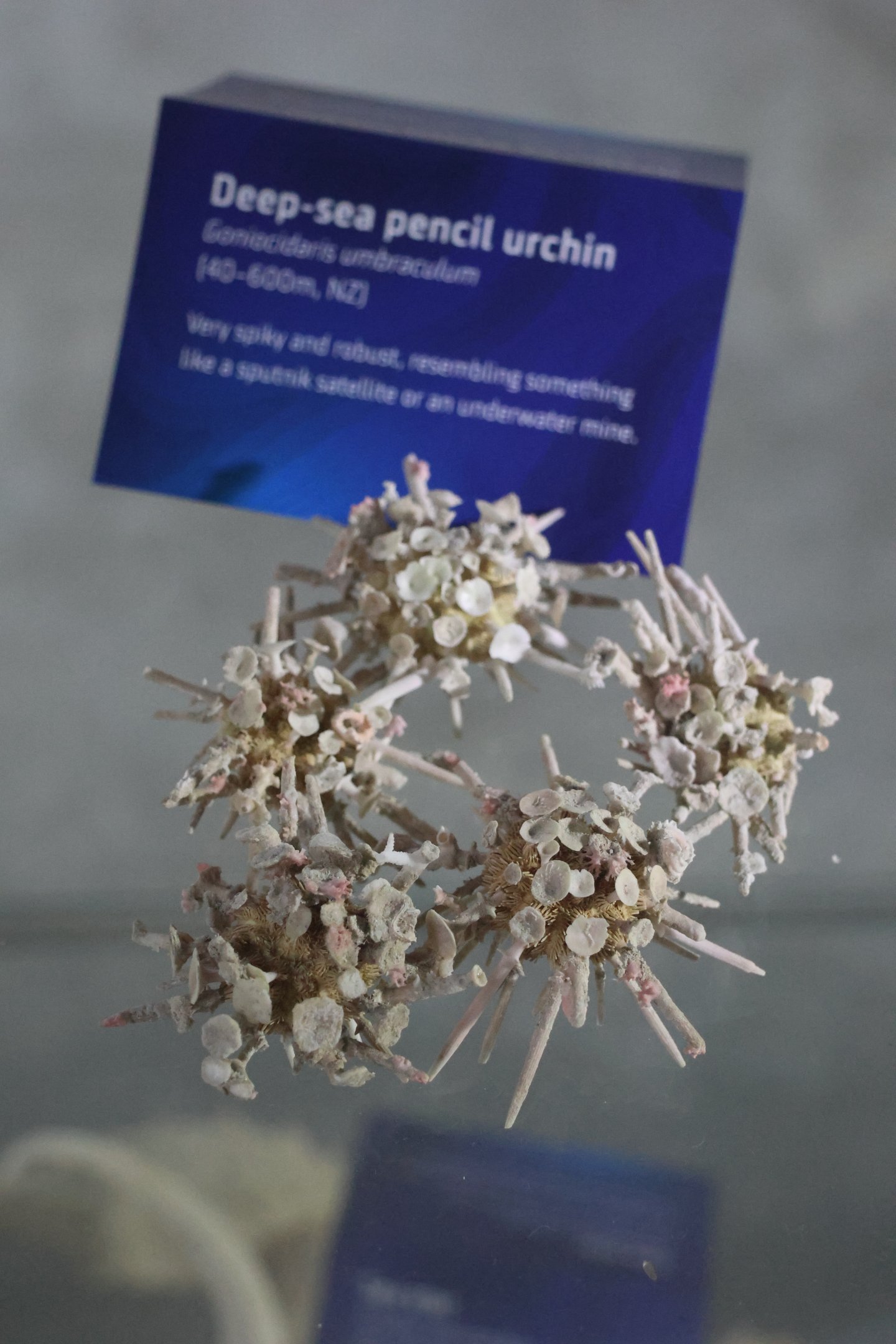 Specimen of Pencil Urchin (Goniocidaris umbraculum), open day at VUW Coastal Ecology Laboratory (Island Bay, Wellington)