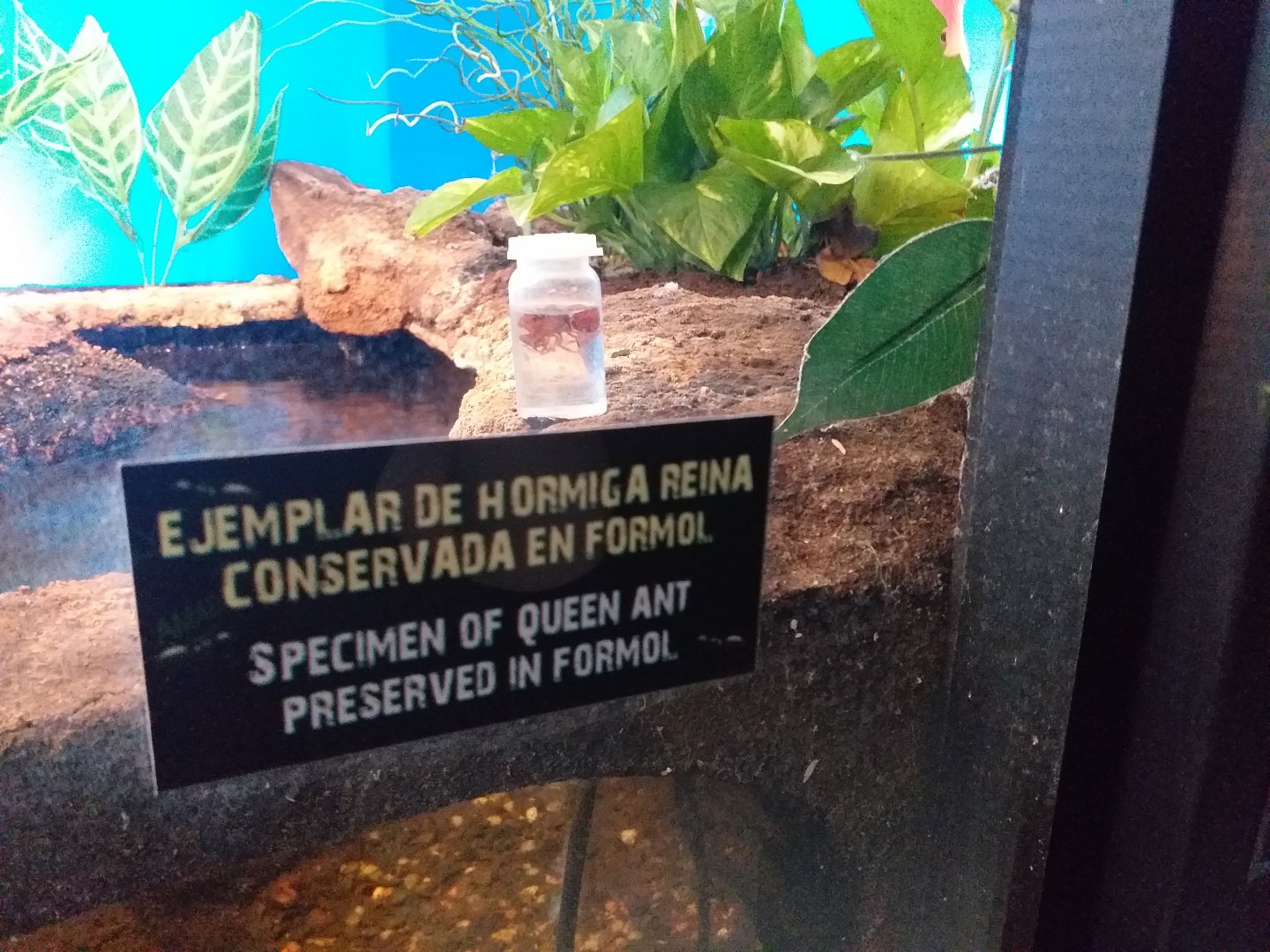 Specimen of queen ant preserved in formol -TerraNatura Benidorm (2021)