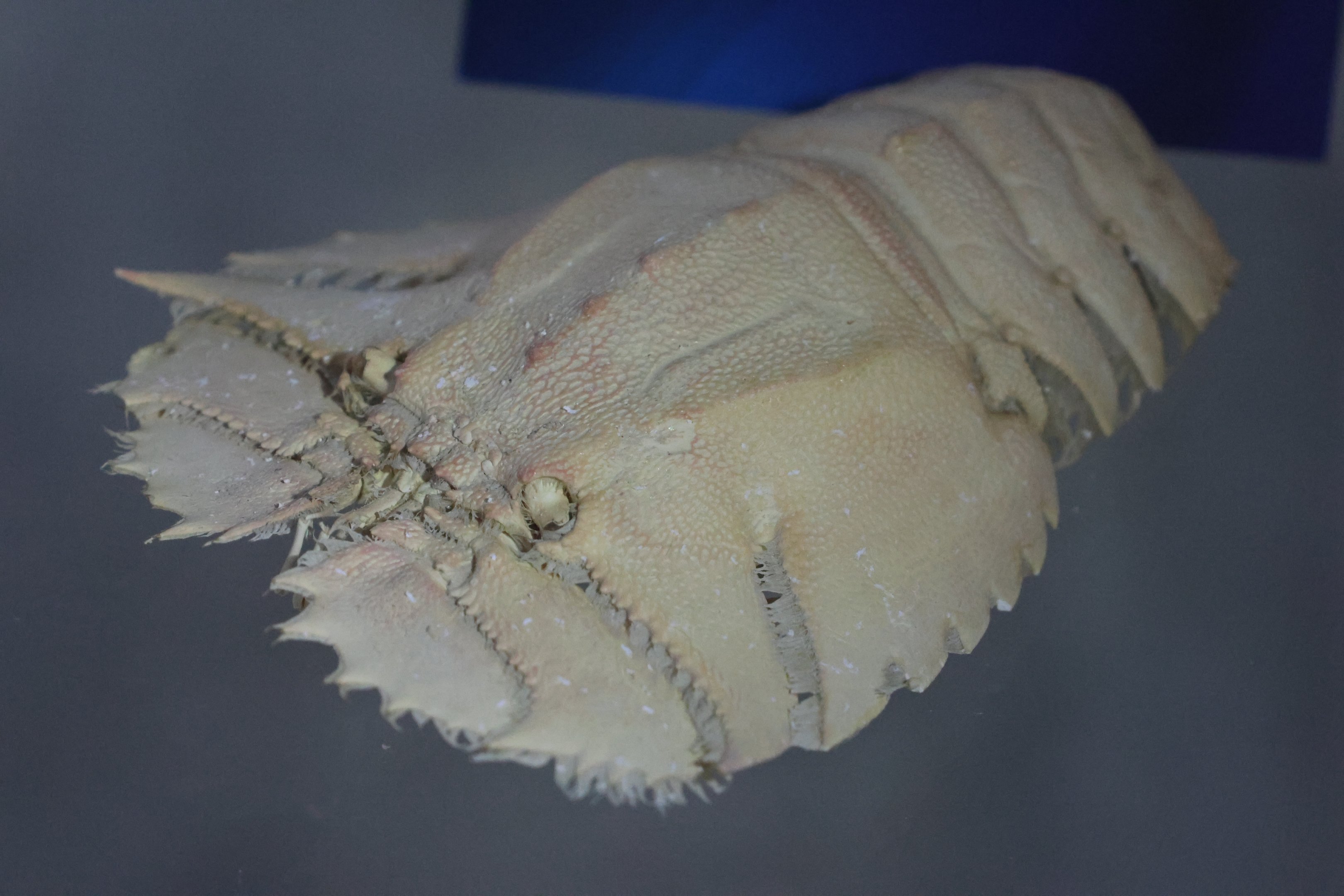 Specimen of Slipper Lobster (Ibacus alticrenatus), open day at VUW Coastal Ecology Laboratory (Island Bay, Wellington)