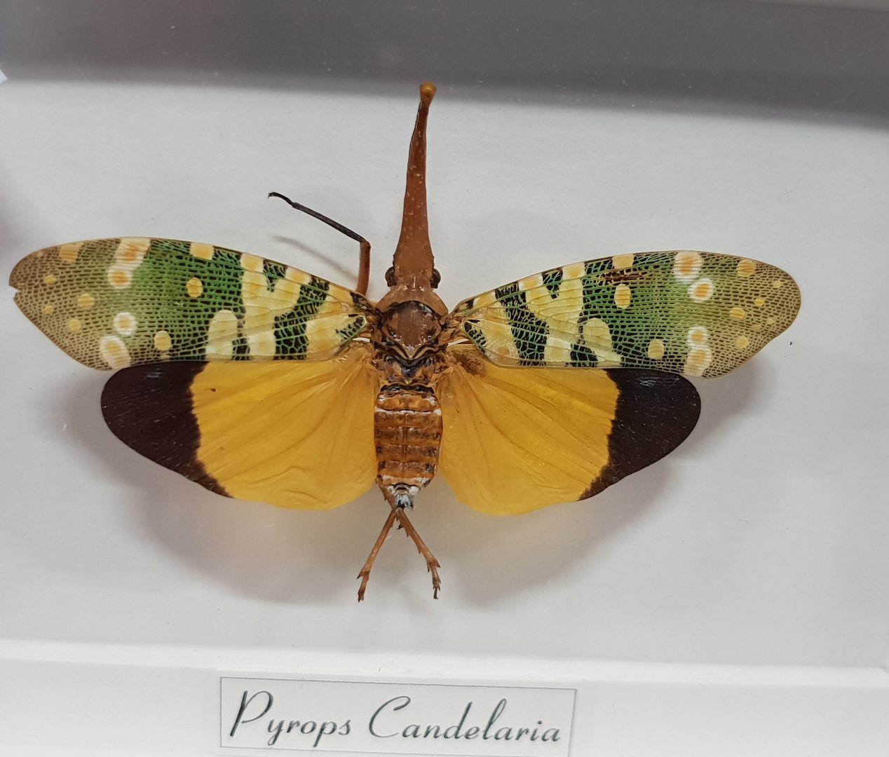 Specimen Pyrops candelaria